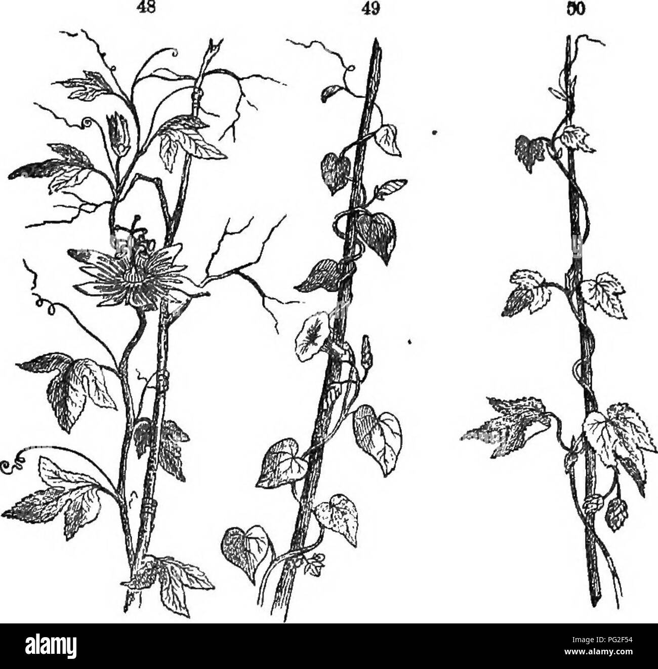 . Classe-libro di botanica : essendo i contorni della struttura, la fisiologia e la classificazione delle piante ; con una flora di Stati Uniti e Canada . La botanica; botanica; Botanica. Lo stelo o asse ascendente. 3? Ealled viticci, si ascende alberi ed altri oggetti a una grande altezza, come l'uva, zucca, e altri vitigni di arrampicata. I vitigni. 48j passione-fiore (Passiflora lutea) salendo da viticci. 49, Moi-ning-gloiy, twining da destra a sinistra. 50, Hop, twining da sinistra a destra. 179. Il twinning vind, avente anche una lunghezza disproportloned notevolmente la sua dia- metro, si appoggia su altre piante o obj Foto Stock
