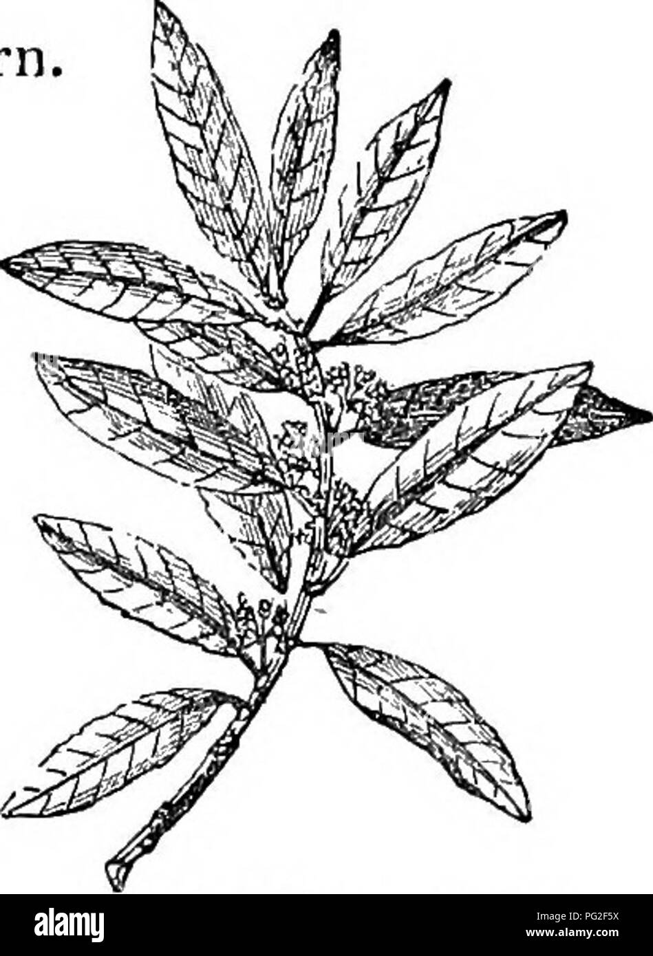 Questo lavoro fornisce descrizioni e illustrazioni degli alberi e arbusti duri della Gran Bretagna, sia nativi che stranieri, con dettagli sulla loro propagazione, cultura e usi. Comprende l'identificazione delle specie e informazioni pratiche sul giardinaggio per la coltivazione delle piante. Foto Stock