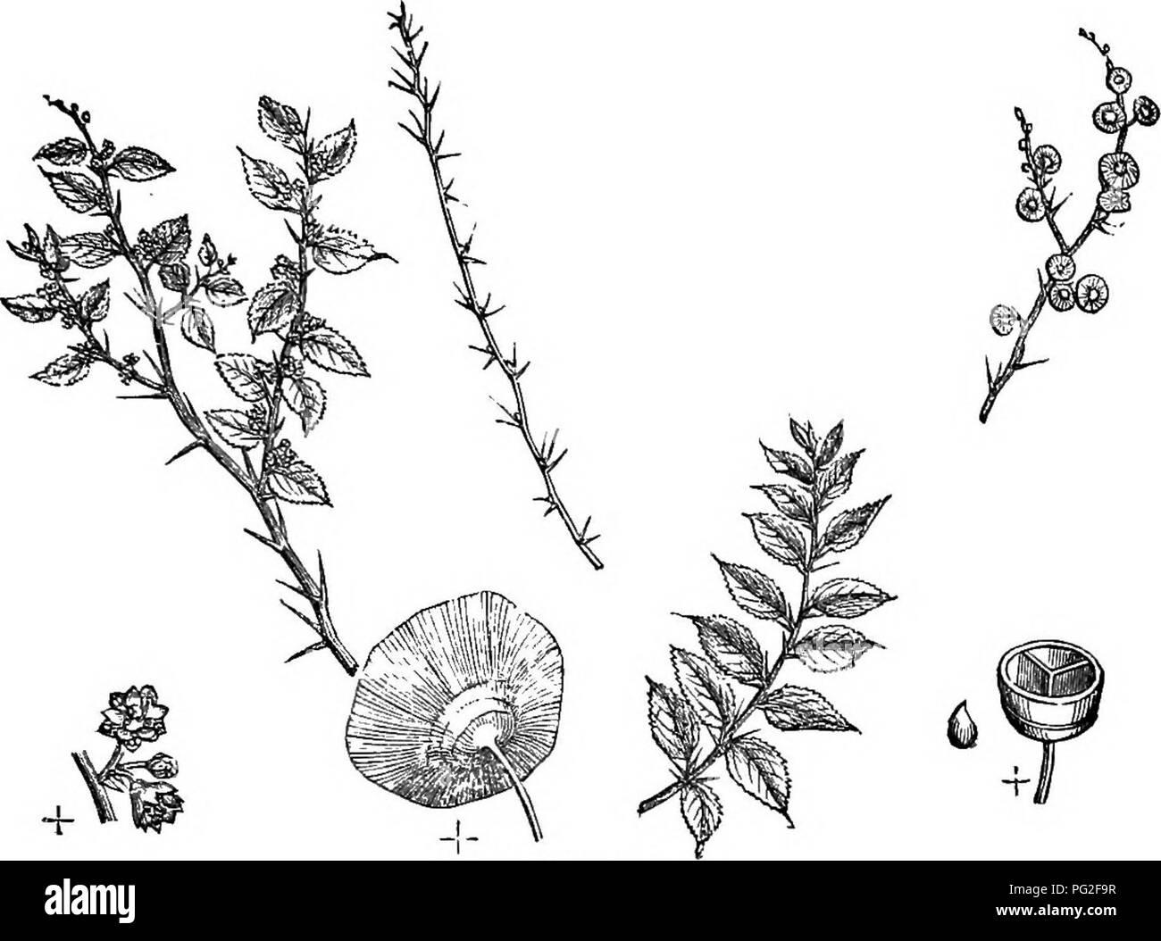 Questo libro è una guida completa sugli alberi e gli arbusti duri della Gran Bretagna, che offre descrizioni di specie native e straniere, la loro propagazione, gli usi e il significato culturale, con incisioni di ogni specie. Foto Stock