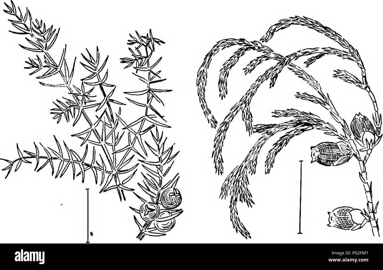 . Arbusti ornamentali degli Stati Uniti (Hardy, coltivati). Arbusti. RETINOSPORA )35 Retinospora (604)-filiooides - è di una crescita lenta di wix". aensB, felce- come branohlets. Il più particolare di tutti i cipressi Hinoki è San- der's Rbtinospora (605)-ericoides; è un piccolo shmb densa con blunt rigide foglie di diffusione che forma quattro righe su steli; a colori è il più luminoso verde bluastro di qualsiasi delle piante di conifere. Chamsecyparis pislfera ha ma alcune forme nane con getto a ventaglio; la tendenza è più atta ad essere rivolta verso la diffusione lineare foglie. Thread- BRAXOHED Retinospora (606)-flltf Foto Stock