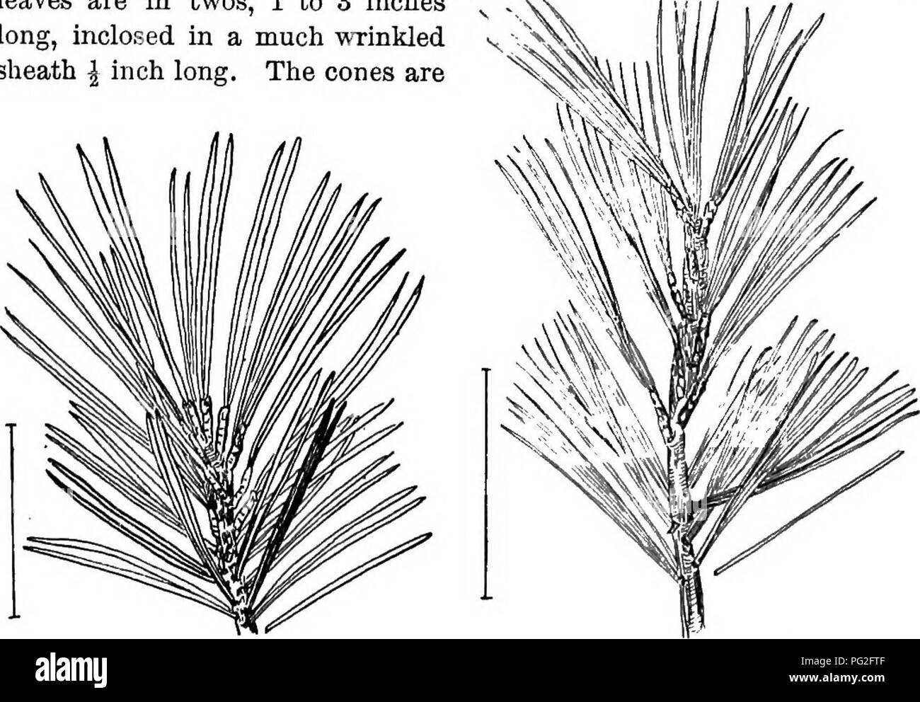 . Arbusti ornamentali degli Stati Uniti (Hardy, coltivati). Arbusti. PINUS 325 MuGHO Pine (584) - Pinus mont^na Mughus,.- che è sempre una bassa diffusione arbusto con crooked nodose fusti e rami. La rigida foglie sono a due a due, da 1 a 3 pollici di lunghezza, sbarrato in un molto rugoso guaina | pollice lungo. I coni sono. La fio. 584. -Mugho Pine. La fio. 585. -Dwarf pino bianco. ovoidale, da 1 a 2 pollici lungo quasi ter- minal ai rami. Questo moun- tain Cirmolo cresce all'altezza di 2 a 5 (raramente 10) piedi, ma si diffonde in modo da essere più ampio di alta. Si tratta di un ex- cellent impianto per il prato. Oltre a questo il pino Foto Stock