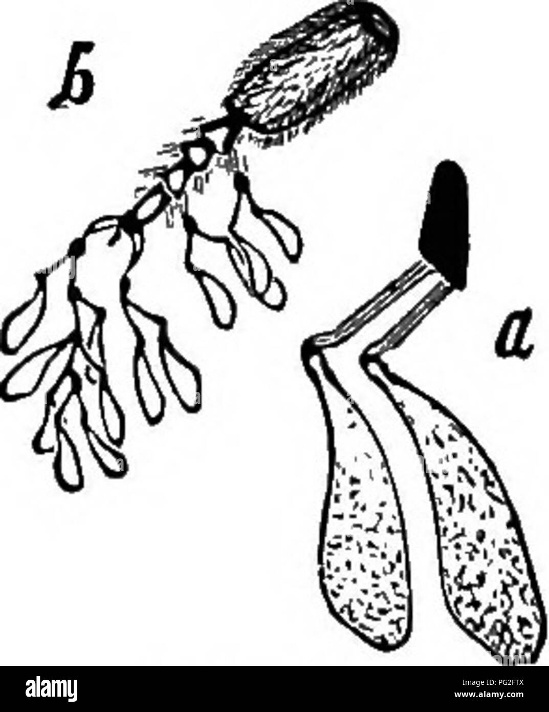Questo lavoro fornisce una panoramica completa dell'apicoltura, concentrandosi sul ruolo di varie piante nella dieta delle api, tra cui le specie di alghe lattiere Asclepias tuberosa e Asclepias syriaca. Discute le conseguenze fatali delle api che visitano determinate piante e spiega il metodo di raccolta del polline in piante come l'erba da latte, che sono importanti per le api ma possono essere pericolose. Foto Stock