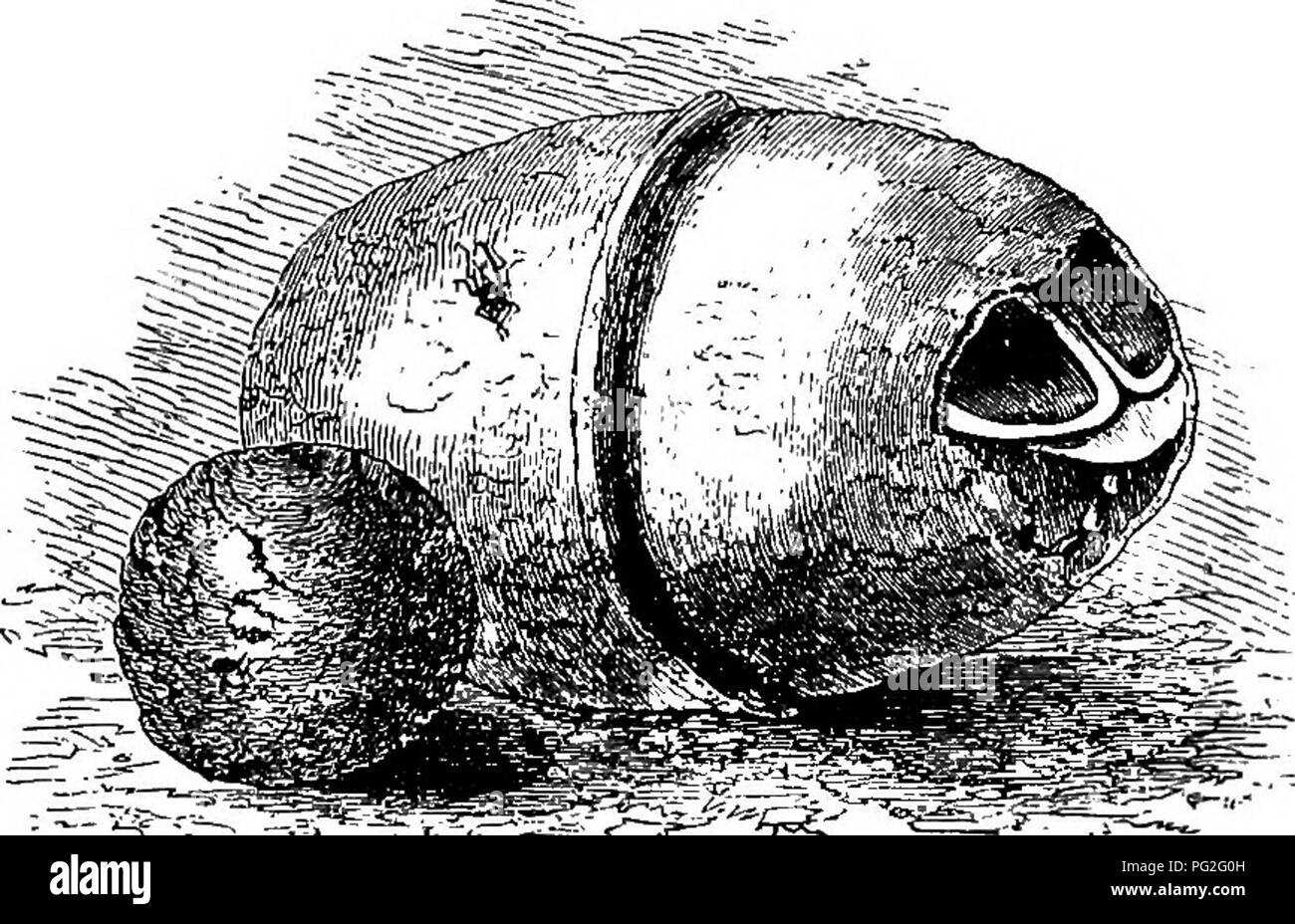 . Case senza mani. : Essendo una descrizione delle abitazioni di animali, classificati secondo il principio di costruzione. Animali. SCAEAB^noi. 157 se il lettore - fare riferimento alla targa, egli vi farà vedere due di questi coleotteri a lavorare su una sfera, per non è un insolito cir- cumstance che due insetti dovrebbe spingere la stessa sfera e, su disegni illustrazione può essere visto il bozzolo completato. Molti buoni esempi di questo cocoon sono al British Museum, nonché quelli appartenenti alla Allied insetti.. Bozzoli di Scarabeo.1i:NOI E GOLIATB. Spesso la beetle è molto puzz Foto Stock