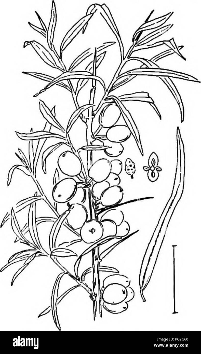 . Arbusti ornamentali degli Stati Uniti (Hardy, coltivati). Arbusti. Fig. 534. ^ Japanesa olivastro. Fig. 535.-giapponese Goumi. lungo e ovale-argenteo scalato frutto giallo a mezzo pollice o più a lungo. Una varietà ancora più spinosa è Oleastek spinosa (532) ^Elseagnus spinosa. Un altro simile spinoso alto-specie crescente, a 18 metri, con foglie più ampio e quasi globulare frutta rosa J pollice lungo è la Sma ll-lasciava ELiEAO- Nus (533) - Elseagnus parvif61ia. Un colore bruno-twigged diffusione di specie, di 12 piedi, con foglie decidue e rosso sugoso tarda maturazione dei frutti è giapponese olivastro o ELiEAGNus (534) - Elseagnu Foto Stock