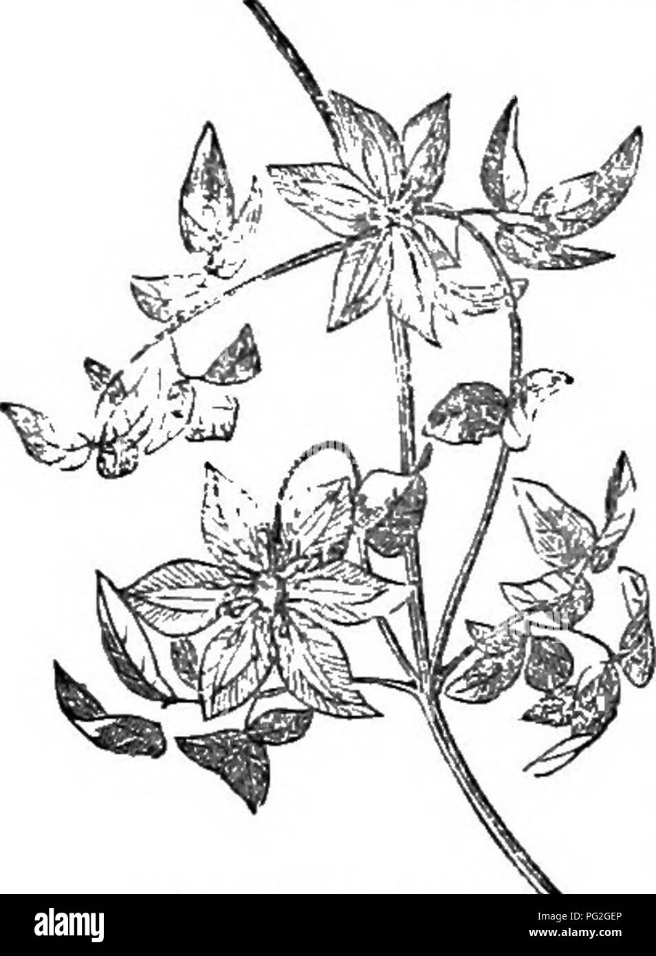 Questo libro fornisce un resoconto dettagliato di alberi e arbusti duri, sia nativi che stranieri in Gran Bretagna. Include descrizioni della loro cultura, propagazione e uso, insieme alle incisioni. Un utile riferimento per botanici e orticoltori interessati alla variegata vita vegetale della Gran Bretagna. Foto Stock