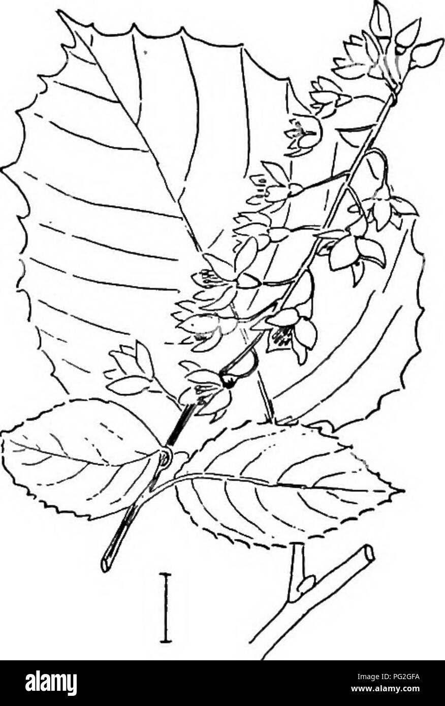 Questa voce descrive vari arbusti ornamentali resistenti comunemente coltivati negli Stati Uniti, concentrandosi sulle loro caratteristiche di crescita e sui requisiti di cura. La specie Plumbago, nota per i suoi fiori blu o viola, è evidenziata. Viene coltivata all'aperto nei climi meridionali, con i suoi fiori sottili e le foglie lisce e intere raggruppate alternativamente lungo i gambi. Foto Stock