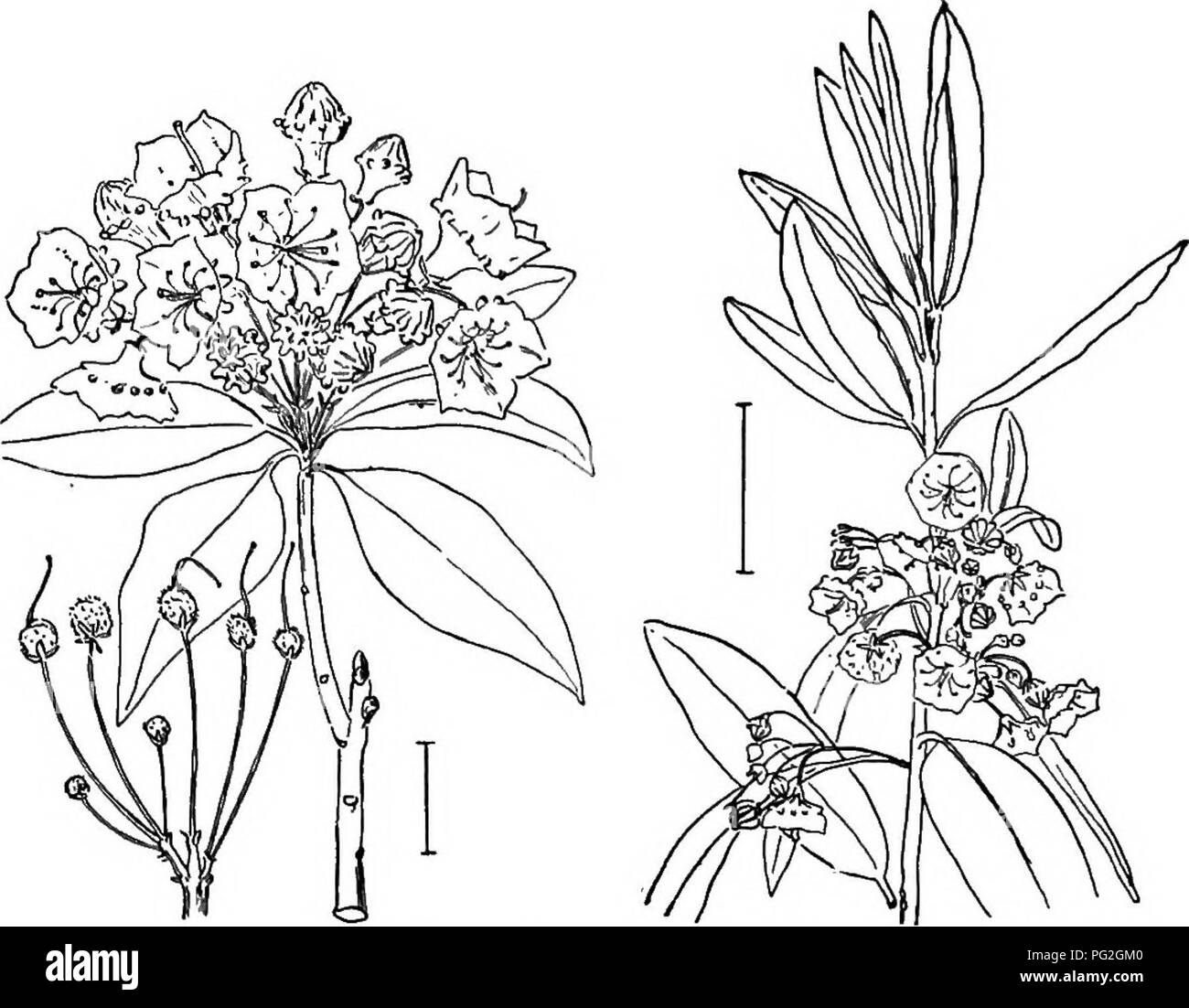 . Arbusti ornamentali degli Stati Uniti (Hardy, coltivati). Arbusti. Chiave per la brughiera E HEATHER 255 chiave per la brughiera E HEATHER " Hardy brughiere con foglie whorled. (A) A. primavera-fioritura (marzo-maggio), fiori a forma di campana di colore bianco o rosso. Rosa Mook Heath (429) - Erica cS.mea. A. estate e autunno-hlooming. (B) B. lascia whorled generalmente in 3's; fiori about J pollici di lunghezza. Scotch Heath (430) - Erica cinferea. B. lascia whorled in 4's o 5's. (C.) C. Pod senza peli ; fiori bianco o rosso porpora. Coknish Heath - Erica va,gans. C. Pod con lunghi peli ruvidi; rami rigida. Corsica Heath - Foto Stock