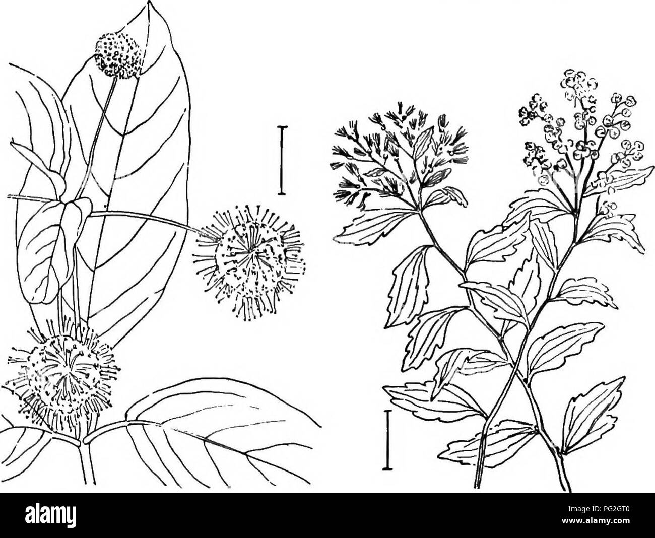 . Arbusti ornamentali degli Stati Uniti (Hardy, coltivati). Arbusti. CEPHALANTHDS 241 confine (salver- oppure a campana) di 6 o più lobi. La gardenie corretto hanno un 1-celled pod. Essi sono hardy solo nel sud. Capo "Gelsomino" (399) - Gardenia jasminoides-ha un calice con 5 slen- der denti e rilievi distinti lungo i lati della porzione unita. La corolla, nel solito varietà coltivata, è completamente doppia con molti ceroso bianco lobi. Ci sono molte varietà sotto molti nomi diversi, nella larghezza delle foglie e l'altezza e l'abitudine della crescita della pianta. Hardy al Carolinas ed estensione Foto Stock