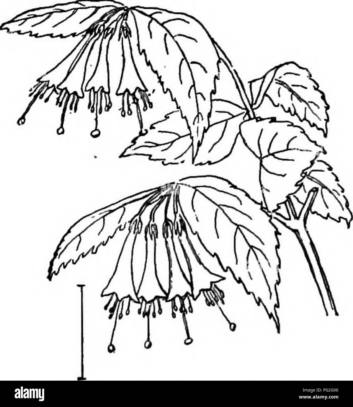 . Arbusti ornamentali degli Stati Uniti (Hardy, coltivati). Arbusti. Fig. 387. - Giappone Weigela. Fig. 388. - Molti a fiore Weigela. mostrare maggiore bellezza e varietà. Ci sono forme in fiore dai primi di maggio alla fine di agosto. I colori dei fiori variano dal bianco puro attraverso il rosa, rosso cremisi, e viola; di colori puri come pure spotted e striato in molti modi. Uno dei specialmente attraente punti circa i fiori è il cambiamento che avviene nei colori del. Si prega di notare che queste immagini vengono estratte dalla pagina sottoposta a scansione di immagini che possono essere state migliorate digitalmente per leggere Foto Stock