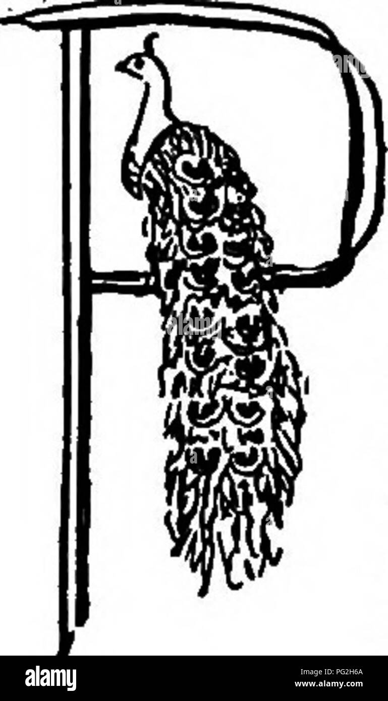 Questo libro esplora la vita e le abitudini del pavone, compreso il suo ruolo nella mitologia indiana e il suo habitat naturale. Vengono discussi il comportamento del pavone e le sue caratteristiche uniche, in particolare il suo vivace piumaggio e il suo significato culturale. Foto Stock