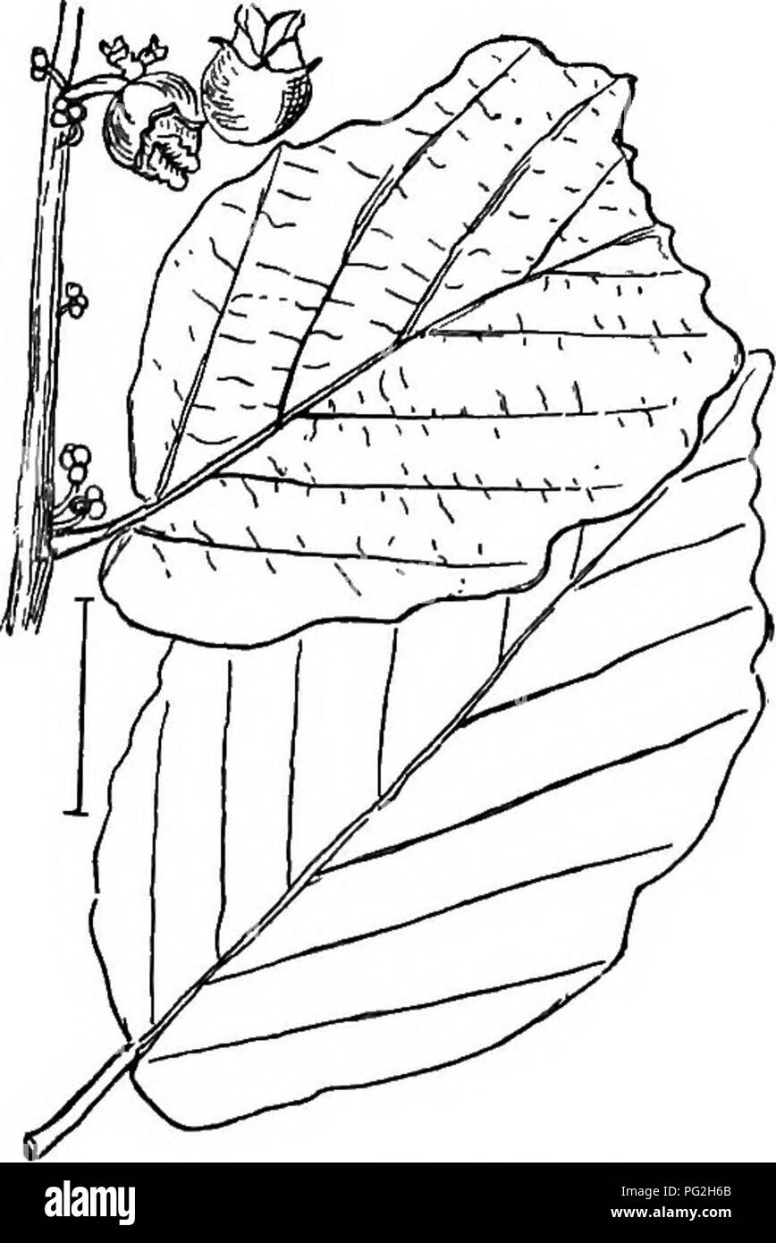 . Arbusti ornamentali degli Stati Uniti (Hardy, coltivati). Arbusti. FOTHERGILLA 203. Una metà della lunghezza del frutto, mentre il Giappone specie ha il calice solo alla base. [(Semi di due anni a crescere) ; strati (lento a root).] Fothergilla. Fotheegilla (321) o "Nana Alder' -Fothergilla Gardfeni (F. Carolina) - è un arbusto, da 2 a 5 metri di altezza, con ramoscelli densamente coperti con a forma di stella peli. La spessa si alternano semplici foglie sono di solito in obliquo base, con grossa tacche irregolari a punta. I fiori sono profumati in stretta cluster. In aprile e appaiono Fig. 319. -Amamelide. Motivo Foto Stock