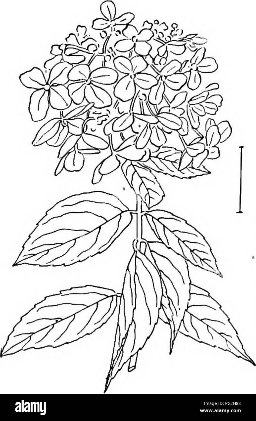 . Arbusti ornamentali degli Stati Uniti (Hardy, coltivati). Arbusti. 192 Descrizioni degli arbusti CHIAVE PER LA SPECIE DI DEUTZIA * Fiori in cluster di forma allungata con i petali da bordo a bordo, non giro- ping. (A) A. pianta bassa, 2 piedi, con la piccola luce verde foglie ruvide-; fiori in cluster composto, pannocchie. Siebold's - Deutzia Deutzia Sieboldi^na. A. pianta bassa, 3 piedi, con piccole, verde brillante piuttosto liscia di foglie e fiori in quasi semplice cluster, racemi. Slendeb Deutzia o Bkidal corona (294)-Deutzia gricilis. A. Tall Plant, 6 piedi, con verde opaco foglie ruvide (1-3 cm di lunghezza) ; f Foto Stock