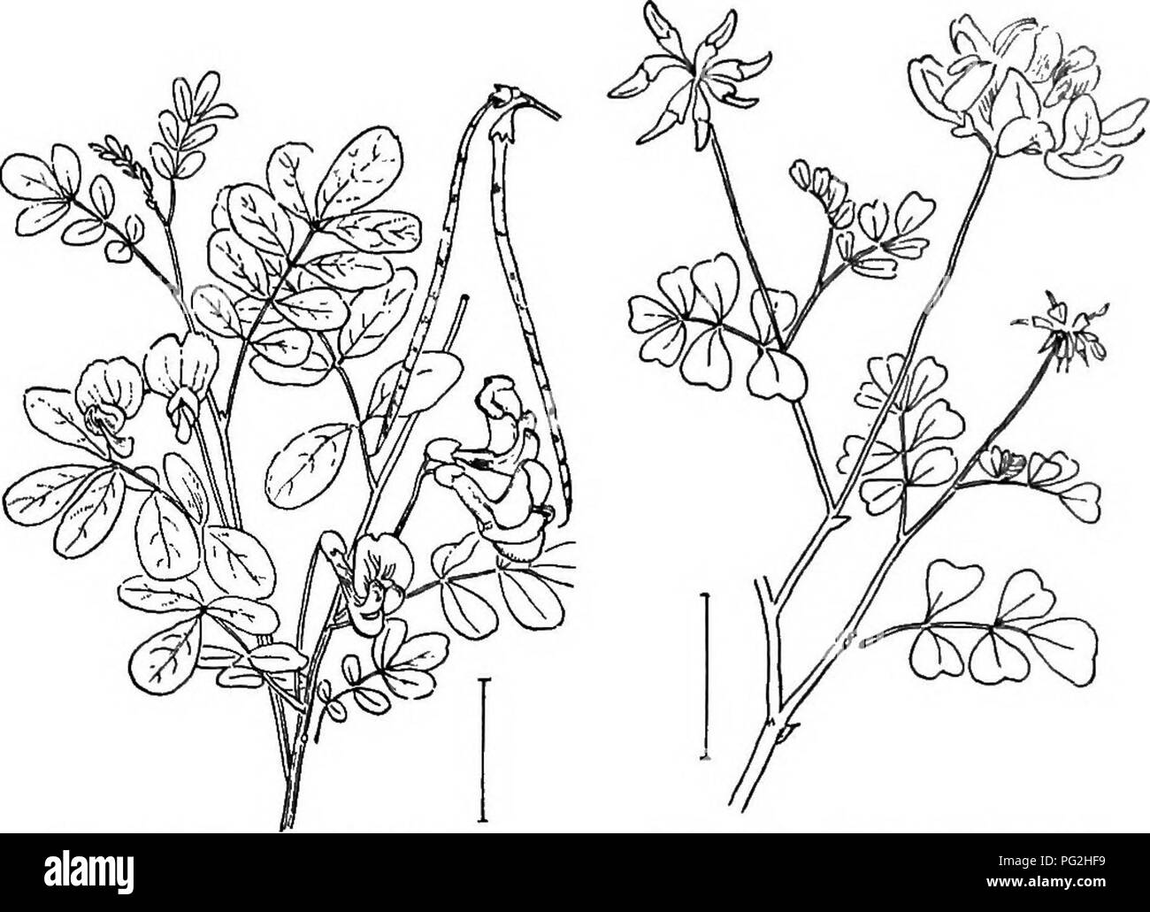 . Arbusti ornamentali degli Stati Uniti (Hardy, coltivati). Arbusti. CORONILLA 125 CHIAVE PER IL PIÙ ARBUSTIVA LESPEDEZAS * arbustiva con rami sottili, 5-10 piedi; che fiorisce in luglio, con leggermente hairy pod§ J- pollice lungo ; pale di foglie arrotondate. Arbustiva Bdsh "trifoglio" (152) - La Lespedeza bicolor. * Erbaceo con angolare rami marrone e fiori J pollice lungo, (A.) A. A. che fiorisce in settembre con rose e fiori viola ; pale di foglie allungate. Siebold's Bush ' ' di trifoglio (153) - La Lespedeza Sifeboldi. Fioritura a fine settembre con grandi fiori bianchi ; pale di foglie più ampio e meno appuntita Foto Stock