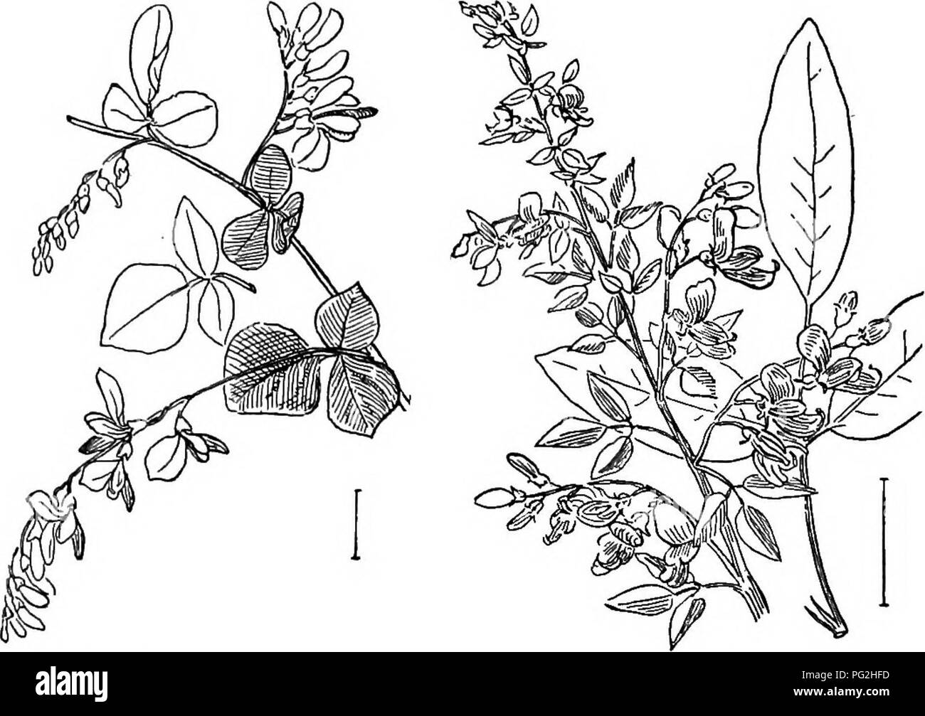 . Arbusti ornamentali degli Stati Uniti (Hardy, coltivati). Arbusti. 124 Descrizioni OP ARBUSTI CHIAVE PER LE SUPERFICI COLTIVATE COLUTEAS * fiori di limone giallo, | pollice lungo, 3-8 in un cluster ; è aumentato a 15 piedi; foglie con 9-13 verde opaco pale J-1 pollici di lunghezza. Tall Colutea (150) - Colutea arborfescens. * Fiori arancio al bruno, 3-6 in un cluster. (A) A. Pod chiuso in corrispondenza della punta. Arancio-Colutea fiorito (151) -Colutea mfedia. A. Pod aperto a punta. Oriental - Colutea Colutea orientMis. LespedSza. Il Lespedezas o Bush trifogli ' ' sono principalmente herba- ceous, ma una specie di coltivazione è arbustiva, e due Foto Stock