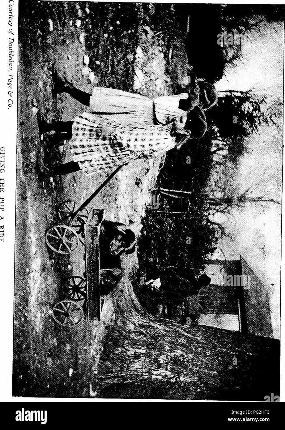 . Il libro di pet. Animali domestici. . Si prega di notare che queste immagini vengono estratte dalla pagina sottoposta a scansione di immagini che possono essere state migliorate digitalmente per la leggibilità - Colorazione e aspetto di queste illustrazioni potrebbero non perfettamente assomigliano al lavoro originale. Comstock, Anna Botsford, 1854-1930; Signore, Henry B. ins; Wright, Albert Hazen, 1879-1970 ins; Comstock, Anna Botsford, 1854-1930. ins. Ithaca, N. Y. : Comstock Foto Stock