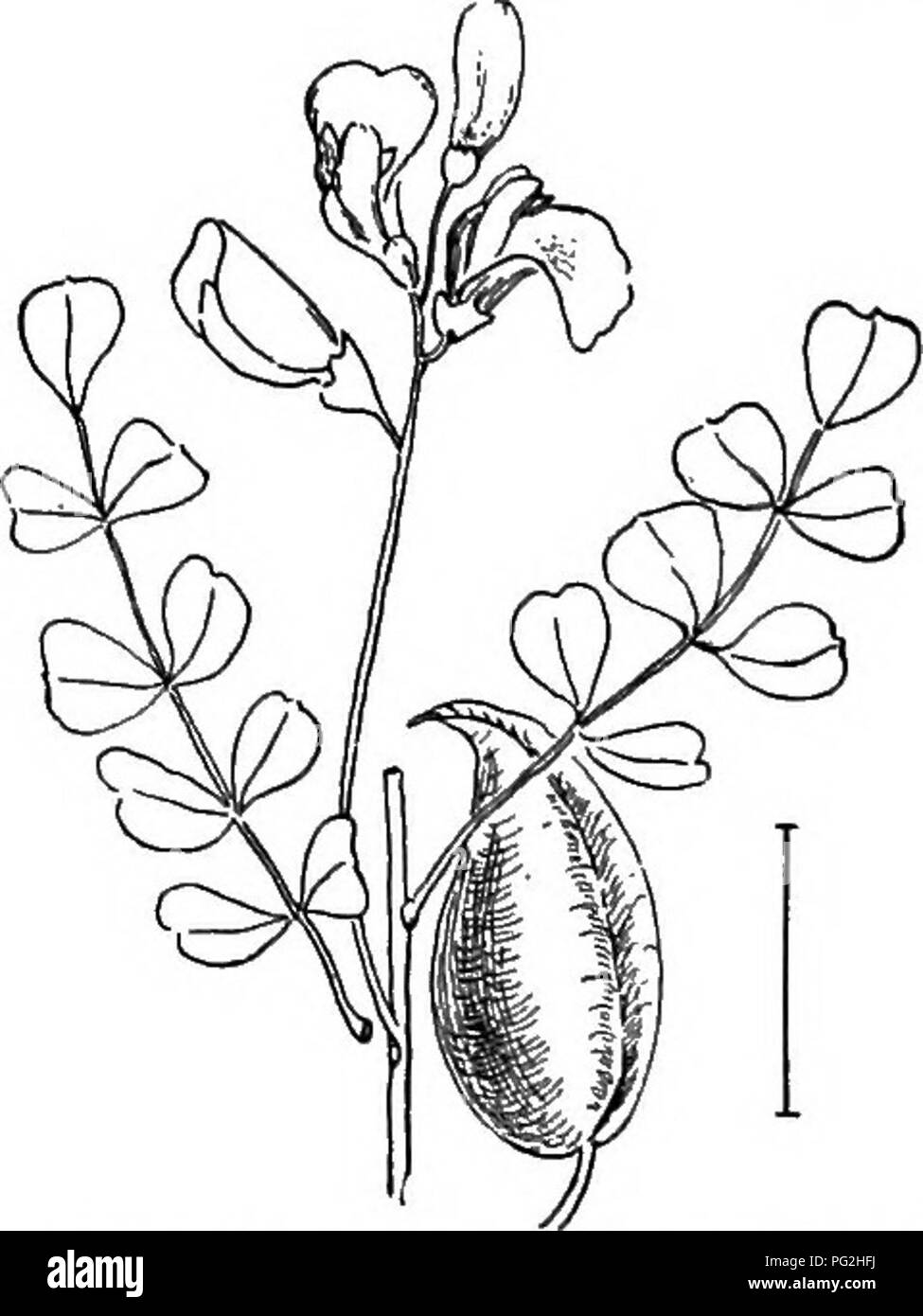 . Arbusti ornamentali degli Stati Uniti (Hardy, coltivati). Arbusti. La fio. 149. -Sale Bush. FiG. 100. -Tall Colutea. in cluster ascellare da giugno a settembre. Il frutto è una camera d'aria gonfiata- come molti-seeded pod. Questi impianti non sono completamente hardy a nord del New Jersey. [Sementi ; ramoscello talee.]. Fig. 151. - Arancione Colutea fiorito.. Si prega di notare che queste immagini vengono estratte dalla pagina sottoposta a scansione di immagini che possono essere state migliorate digitalmente per la leggibilità - Colorazione e aspetto di queste illustrazioni potrebbero non perfettamente assomigliano al lavoro originale. Apgar, A. C. (Austin Craig), 1838-1908; Draycott Foto Stock