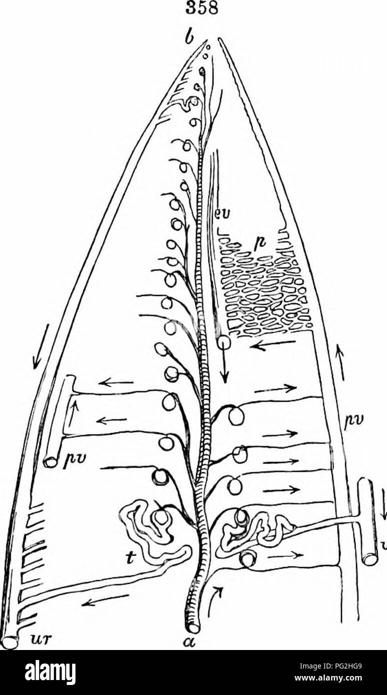 . Sull'anatomia dei vertebrati. Vertebrati, Anatomia, comparativo; 1866. 540 Anatomia di vertebrati. piano, a metà strada tra queste superfici sono disposte in modo simile i rami della arteria renale, e vena renale, v. Il materiale di escrezione urinaria generata da cellule epiteliali o sacchetti dalla superficie interna nella cavità dei tubuli uriniferous, t, è derivato da un ricco plesso venoso, j^, ovunque in contatto con la loro superficie esterna: il siero- sità essudati dal dilatata plesso arterioso nell'Malpi- ghian capsula, spinto dall'azione ciliare, diluisce e lavaggi ou Foto Stock