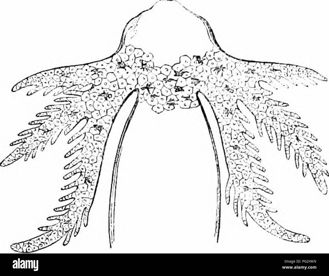 . Sull'anatomia dei vertebrati. Vertebrati, Anatomia, comparativo; 1866. arteria per la sua origine ventricolare non è eseguita fino a quando il tipo batracliian è passato. In basso o percnnibranchiate membri dell Ordine, la singola arteria dal ventricolo invia, come nei pesci, tutta la Ijlood GV-imarily a organi brachiale, durante tutta la durata della vita e in tutti Batradiia, all'acquatico eaidier periodo di esistenza ; una descrizione delle branchie, permanente o decidui, sarà quindi premesso. A pagina 87 sono descritti e figurato, fig. 69, la hyo-brachiale arch e appendici della larva di t Foto Stock