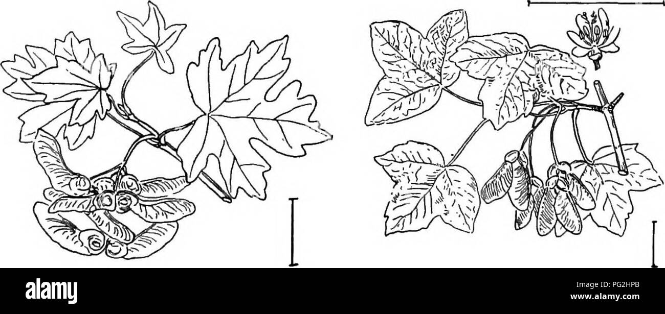 foglia acero campestre - 6 Acero siberiano immagini e fotografie stock ad alta risoluzione - Alamy