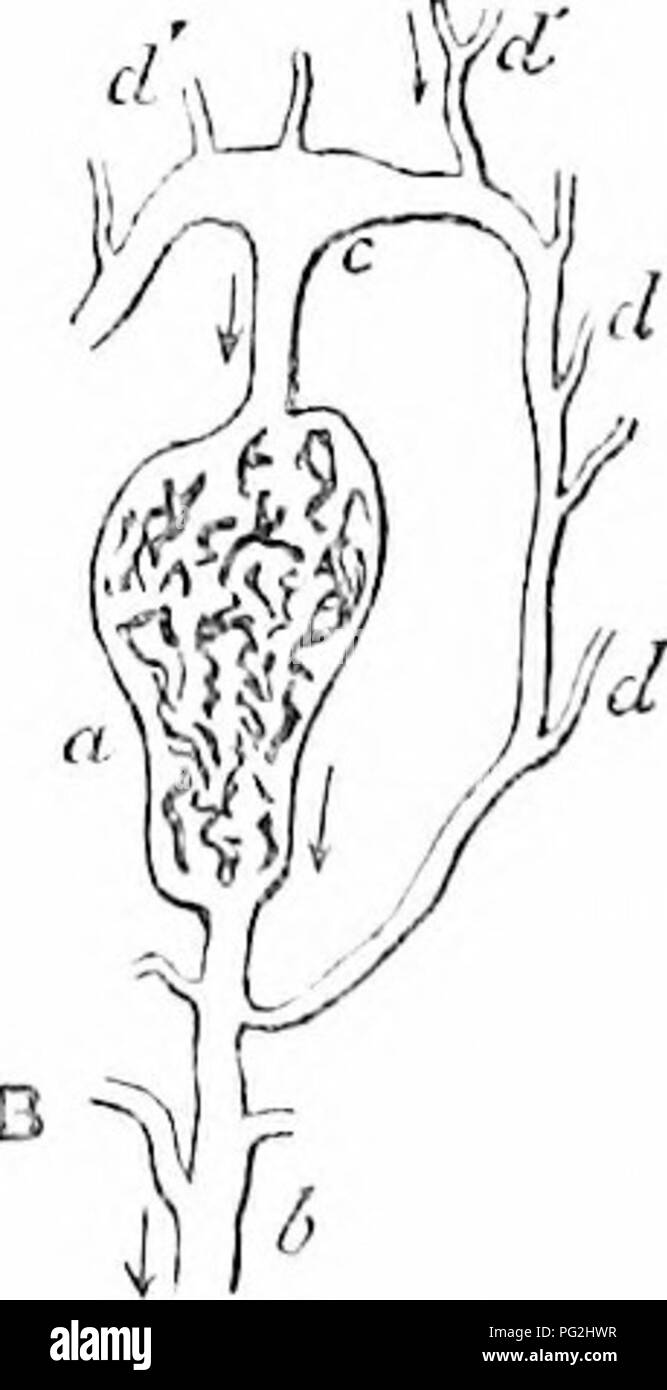 . Sull'anatomia dei vertebrati. Vertebrati, Anatomia, comparativo; 1866. 468 AI^ATOMY di vertebrati. vene del retto e quindi fanno parte delle radici del sistema portale. Ma la più interessante la modifica del sistema di portali di pesci è quello scoperto da Eetzius nel colloso Hag. In questo e anche in altri Myxinoids, i genitali e intes- tinal vene formano un trunk coinmon lungo la linea di attacco del mesenterio : tutte le vene gastrica che non svuotarsi nella vena cardinale anche partecipare alla grande vena mesenterica. Questa vena avanza alla S23ace tra le jier Foto Stock