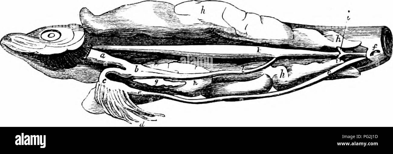 . Sull'anatomia dei vertebrati. Vertebrati, Anatomia, comparativo; 1866. 420 Anatomia di vertebrati. Il canale intestinale è più breve nei pesci generalmente rispetto al hjoher Vertebrati: nel Derinopteri,Plagiostomes, Holocephali, Sturionidas, paddle-pesce, fig, 276, / i, la Lepidosiren,' Flyino--Pesci, Loach, Garpike, il lupo-pesci, il salmone, 281. 282 visceri addominali. Aringhe. CXVI. Il Plerring, fig. 281, e l'apodal pesci, è più corto del corpo stesso: in alcuni dei sopra citati esempi l'intestino si estende in una linea retta dal piloro alla ano, fig. Foto Stock