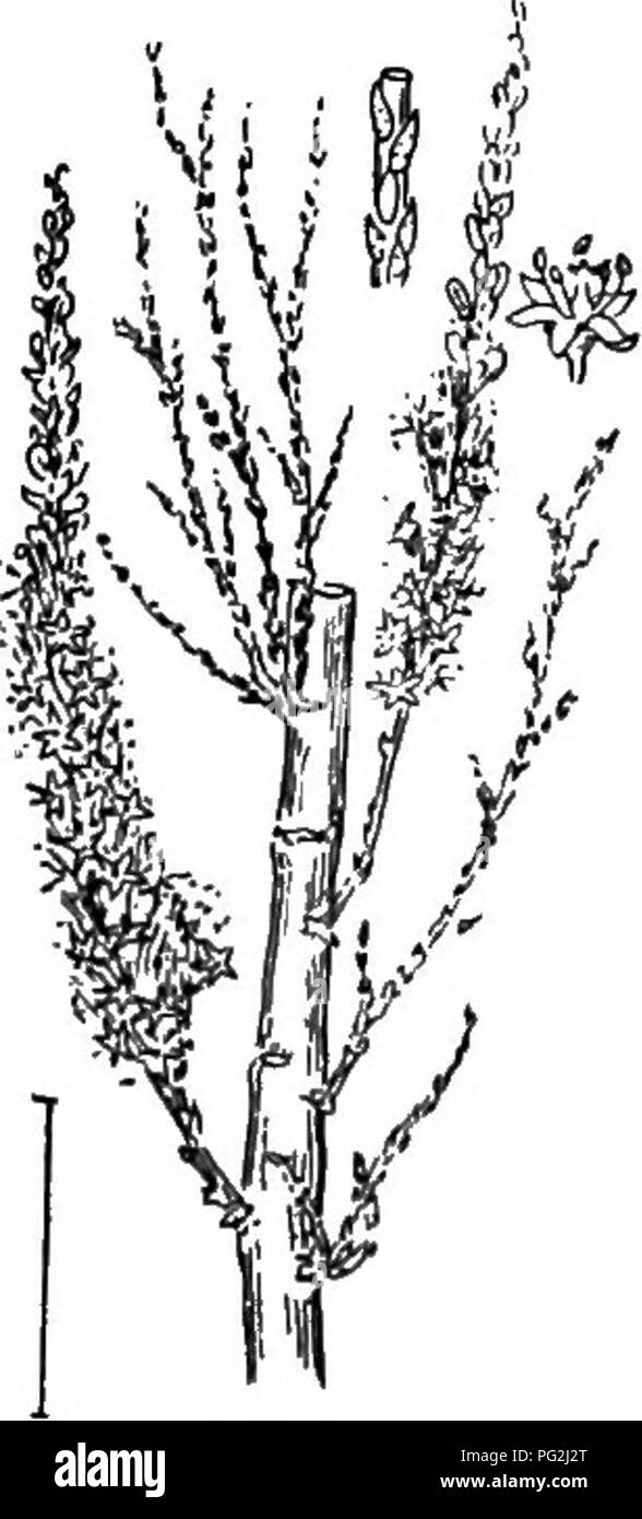 Questa guida esplora arbusti ornamentali resistenti coltivati negli Stati Uniti, come la specie *Tamarix*. Noti per la loro resilienza alle condizioni del mare, questi arbusti prosperano nell'aria salata e sono comunemente usati nei paesaggi costieri. Foto Stock