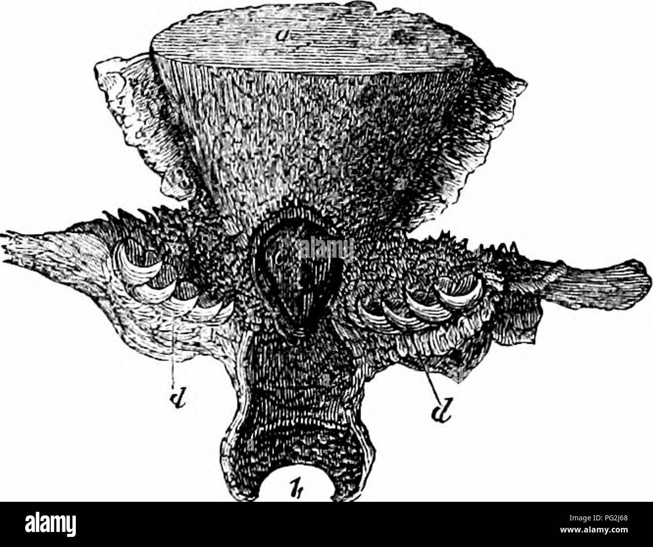 . Sull'anatomia dei vertebrati. Vertebrati, Anatomia, comparativo; 1866. Ganasce e denti iMijUohdcs). tra i villiform raduliform e tipi. Denti Setiform sono comuni nei pesci là chiamato Clifetodonts;' in genere Citharina essi bifurcate in corrispondenza delle loro estremità libere ; in genere Platax che alla fine ci in tre di- rasentano i punti e il cono qui si fonde in lungo e sottile cilindro, fig. 253. A volte il cono è compresso in un incisiva : Lama e questo può essere appuntita e recurved, come nel Murana ; o di filo spinato, come in Tricldurus, e alcuni altri Scomberoids; o può essere Foto Stock