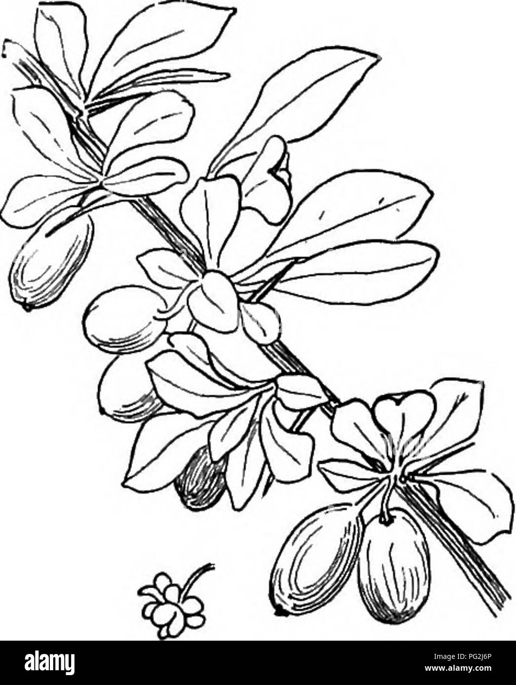 . Arbusti ornamentali degli Stati Uniti (Hardy, coltivati). Arbusti. 62 descrizioni degli arbusti Cercidiphyllum jap6nicum. Cercidiphyllum (10). Si tratta di un albero cespuglioso di grande bellezza e la strana disposizione di fogliame ma con in-. Si prega di notare che queste immagini vengono estratte dalla pagina sottoposta a scansione di immagini che possono essere state migliorate digitalmente per la leggibilità - Colorazione e aspetto di queste illustrazioni potrebbero non perfettamente assomigliano al lavoro originale. Apgar, A. C. (Austin Craig), 1838-1908; Draycott, Ada (Apgar). New York, Cincinnati [etc] American Book Company Foto Stock