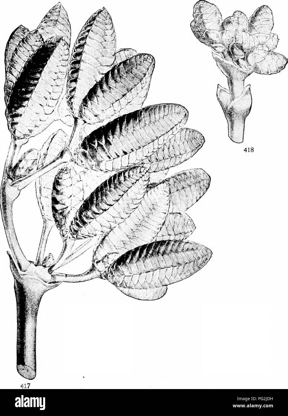 . Morfologia di gimnosperme. Gimnosperme; morfologia delle piante. 374 morfologia delle gimnosperme troppo lontana dal Welwilschia in altri caratteri per suggerire qualsiasi collegamento immediato. Sarebbe più facile immaginare un bispo"- rangiate emanazione dalla Coniferales.. Figg. 417, 418.-Welwilschia mirabilis: ovulate e staminate strobili; fig. 417, ramo con numerosi ovulate strobili; una metà dimensione naturale; fig. 418, ramo con staminate strobili; dimensione naturale.-Dopo Hooker (i). In Gnetum i fiori sono monosporangiate e principalmente dioica, e sono numerosi in axils delle brattee connate, che formano Foto Stock