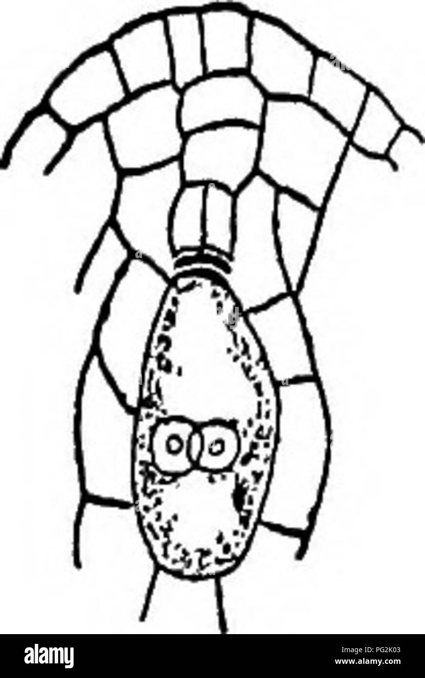 . Morfologia di gimnosperme. Gimnosperme; morfologia delle piante. 278 279 Le Figg. 276-279.-Larix europaea: fig. 276, sezione longitudinale di giovani ovulo, mostrando megaspore di cellule madre e cellule tapetali, e a sinistra l'inizio del tegumento (marzo ho); fig. 277, la cellula madre ha diviso; fig. 278, la fila di mega- spore, il più interno dei quali è funzionante; fig. 279, l'inizio del libero divisione nucleare entro il funzionamento megaspore; tutti XiSo.-^dopo Strasbueger (25). di "64 megaspore cellule madre". In ogni caso, soltanto uno di loro è stato osservato a funzionare come una cellula madre; Foto Stock