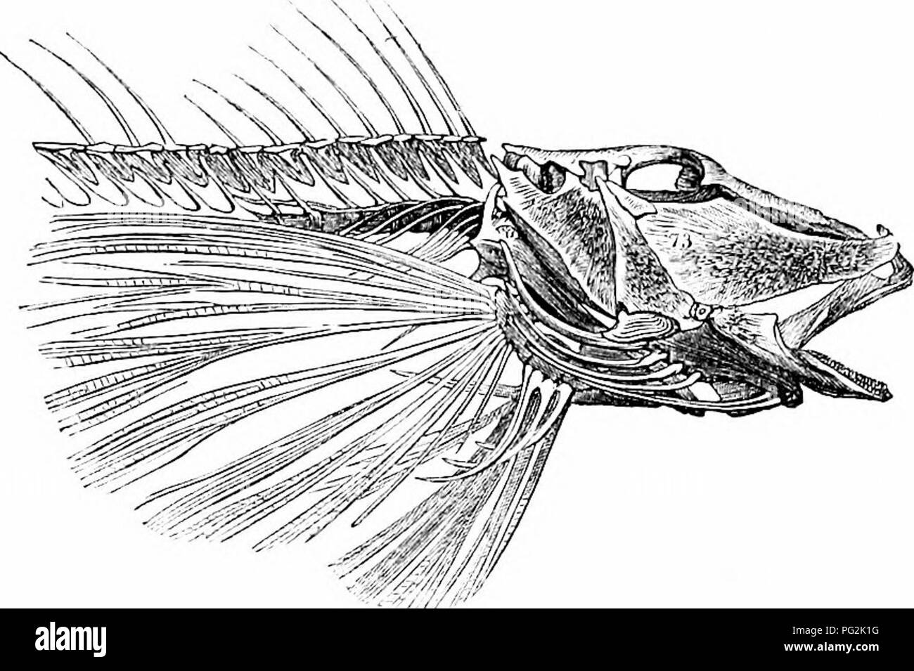 . Sull'anatomia dei vertebrati. Vertebrati, Anatomia, comparativo; 1866. Anatomia di vertebrati. 101 la disposizione che prevede tale arco per ogni jtrimary divi- sione del l:irain ; e un sentimento di ammirazione sorge ovviamente su examininn- la ditta interlockin"; l'estesa sutural sur- facce, e specialmente di quelle che unisce il corretto gli elementi dell'arcata con contrafforti incuneato tra i moli e il tasto- pietra, e a cui contrafforti (diajiophyses) maggiore hasmal archi sono in sospeso. In aggiunta alle parti della neuroskelcton, le ossa della testa includono il Foto Stock