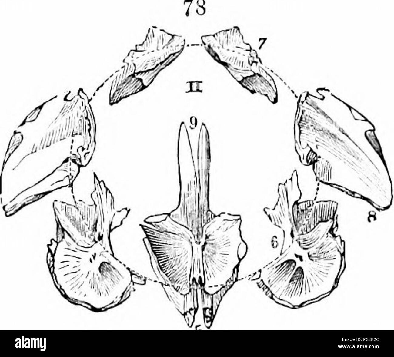 . Sull'anatomia dei vertebrati. Vertebrati, Anatomia, comparativo; 1866. Anatomia di vertebrati. 97 Il neurapophysis, alisphenold ',' 6; la colonna vertebrale neurale, parietale ',' 7; e l'diapophysis, mastoide ',' 8. Il alisplienoids proteggere i fianchi dell'ottica i lobi e il resto del penultimo segmento del cervello chiamato ' mesencefalo ;' il progetto mastoids verso l'esterno e indietro come forte trasversale di pro- cesses e giii"e attaccamento ai piloni del grande invertiti haemal arch. Prima di notare la sua struc- ture, posso accennare che nel recente Cod-pesce, il caso, parzialmente gristly, l)artly Foto Stock