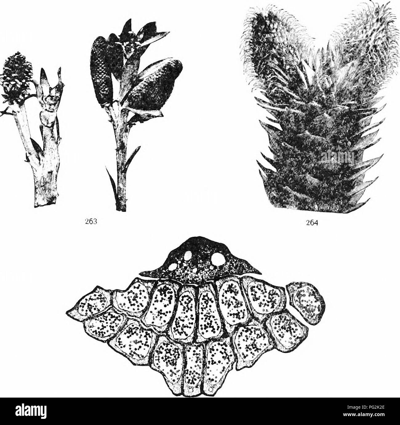 . Morfologia di gimnosperme. Gimnosperme; morfologia delle piante. 240 morfologia delle gimnosperme la MICROSPORANGIUM Il microsporangiate strobili non sono mai terminale sull'asse principale o anche sui rami più grandi (figg. 263-265). La loro rela- zione per gli assi, Fogliame, foglie, e scale è variabile. A volte. Figg. 263-265.-Strobili di araucarians: fig. 263, Agathis australis; staminate (destra) e ovulate strobili della stessa età; fig. 264, Araucaria imhricata; due staminate strobili con un vegetativo bud tra loro; fig. 265, Agathis bornensis; sezione trasversale di sporophyll pendenti e micro Foto Stock