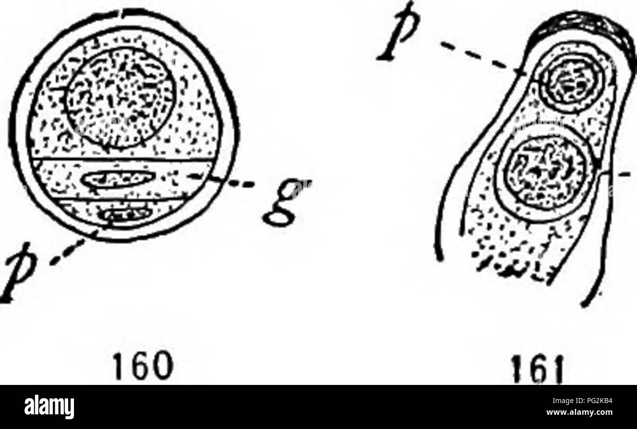 . Morfologia di gimnosperme. Gimnosperme; morfologia delle piante. CYCADALES 143 (fig. 166). Il blepharoplast è circondato da un bel sistema di radiazioni, in modo che tutta la struttura è esattamente l'aspetto di un centrosome con la sua aster. In Dioon edule, durante le prime fasi, i raggi appaiono molto grossolana sul conto dei globuli che diventano. Â Â£-. Si prega di notare che queste immagini vengono estratte dalla pagina sottoposta a scansione di immagini che possono essere state migliorate digitalmente per la leggibilità - Colorazione e aspetto di queste illustrazioni potrebbero non perfettamente assomigliano al lavoro originale. Coulter, Giovanni Merle, 1851-19 Foto Stock
