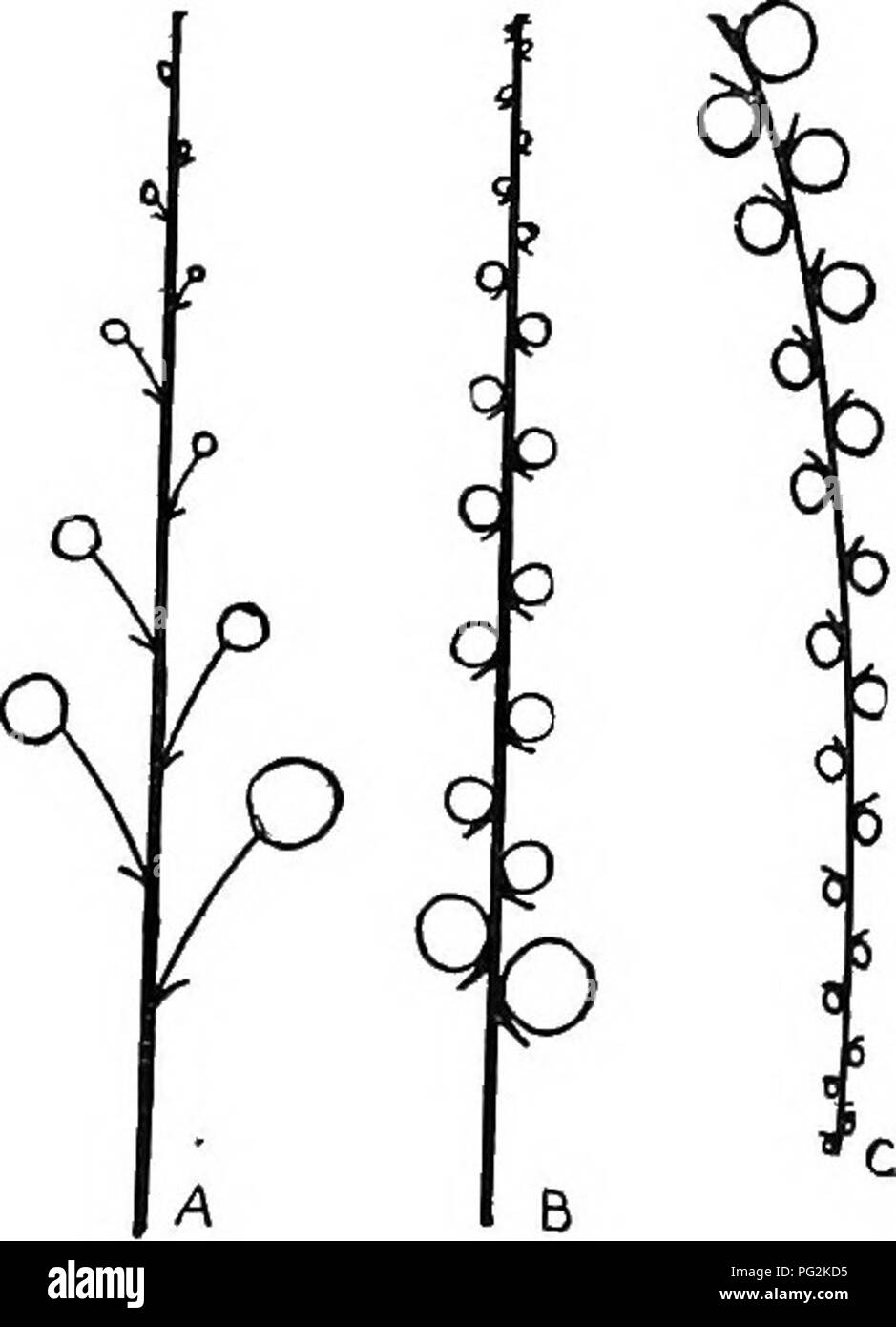 Questo testo discute vari termini botanici e concetti relativi alla struttura delle piante, tra cui il peduncolo (stelo di fiore), il rachis (asse di infiorescenza), il pedicello (stelo di fiore singolo) e i fiori sessile. Spiega anche il ruolo dei bratti e la loro variazione nelle diverse specie vegetali, in particolare nel contesto della botanica farmaceutica. Le illustrazioni aiutano a comprendere la morfologia delle piante e i vari tipi di supporti floreali. Foto Stock