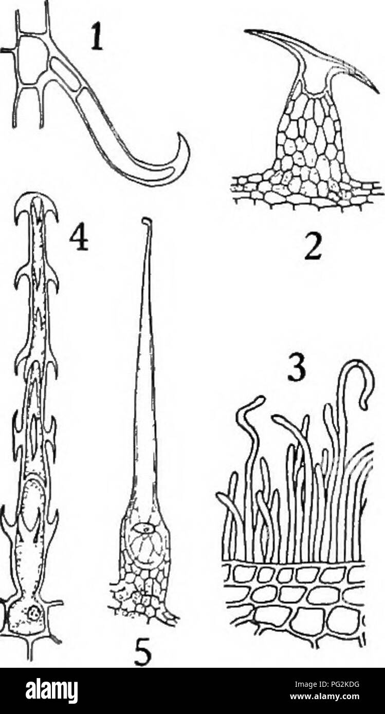 . Botanica farmaceutica. La botanica; botanica, medico. 30 botanica farmaceutica peli ramificati possono essere visti su foglie di campo comune erbaccia, Mullein. Geranio e ortica dare esempi di peli ghiandolari. Impianto i peli sono adattati per molti scopi diversi. Essi assorbono nutrimento sotto forma di umidità e sostanze minerali in soluzione. Quelli che servono come protezione per l'impianto possono essere dentellati e silicified, rendendoli inadatti per la nutrizione degli animali o, come nell'ortica, caricato con un fluido irritante, penetrando la pelle quando viene toccato, iniettando il veleno nella ferita. Una d Foto Stock