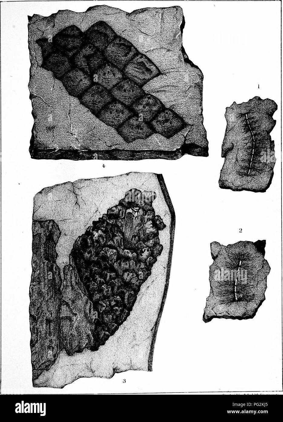 . Relazione del Servizio geologico di Ohio. Geologia e Paleontologia; miniere e delle risorse minerali; Zoologia; Paleobotanica; Botanica. Â riAiUJKO^srmb'lEIRDn.'^. " (Carbone misure) Pif^ATl'JK iT,jE[JT,. KhU&GT; K, et-f'ws, Ofl ^1 robndeH rt-Co I.itii riTinmiifn. Si prega di notare che queste immagini vengono estratte dalla pagina sottoposta a scansione di immagini che possono essere state migliorate digitalmente per la leggibilità - Colorazione e aspetto di queste illustrazioni potrebbero non perfettamente assomigliano al lavoro originale. Servizio Geologico di Ohio. Columbus, Nevins &AMP; Myers, lo stato delle stampanti Foto Stock