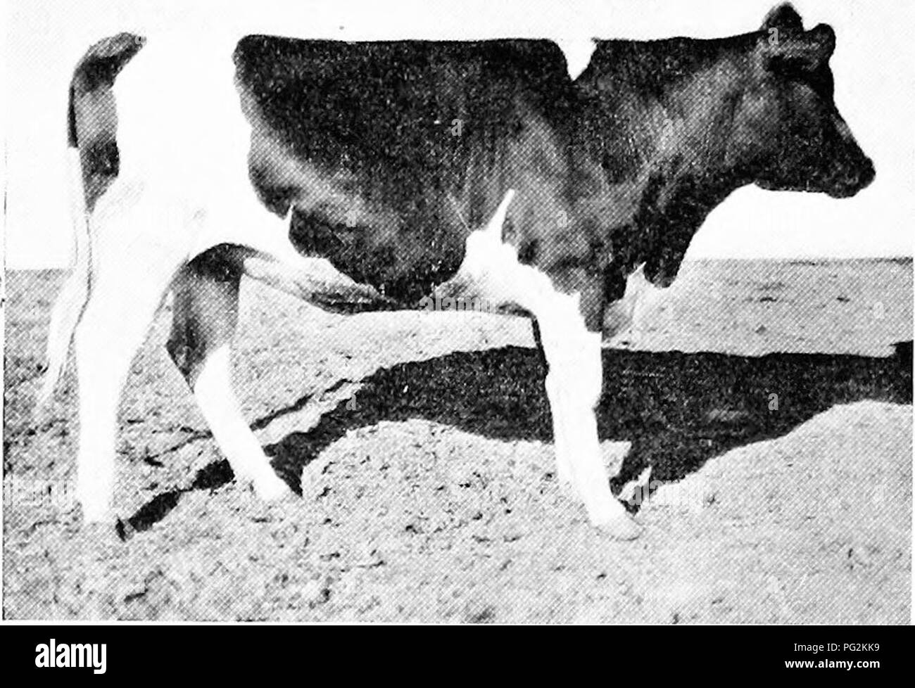 . Catalogo privato, 1916 Santa Anita Rancho e Anoakia Allevamento : raccolta di razza pura importati e homebred, registrati, purosangue arabo e cavalli Percheron : Martinetti e Jennets, Berkshire e Poland-China suina, di bestiame di razza Holstein-Friesian . Santa Anita Rancho (Contea di Los Angeles, California. ); Anoakia Allevamento (Contea di Los Angeles, California. ); Cavalli; scambi di bovini e suini. 112 SANTA ANITA R A N C H O. si prega di notare che queste immagini vengono estratte dalla pagina sottoposta a scansione di immagini che possono essere state migliorate digitalmente per la leggibilità - Colorazione e aspetto di queste illustrazioni non possono Foto Stock