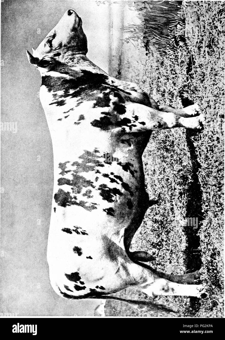 . Catalogo privato, 1916 Santa Anita Rancho e Anoakia Allevamento : raccolta di razza pura importati e homebred, registrati, purosangue arabo e cavalli Percheron : Martinetti e Jennets, Berkshire e Poland-China suina, di bestiame di razza Holstein-Friesian . Santa Anita Rancho (Contea di Los Angeles, California. ); Anoakia Allevamento (Contea di Los Angeles, California. ); Cavalli; scambi di bovini e suini. Â 3 i^^' w c o o .s. Si prega di notare che queste immagini vengono estratte dalla pagina sottoposta a scansione di immagini che possono essere state migliorate digitalmente per la leggibilità - Colorazione e aspetto di queste illustrazioni potrebbero non perfectl Foto Stock