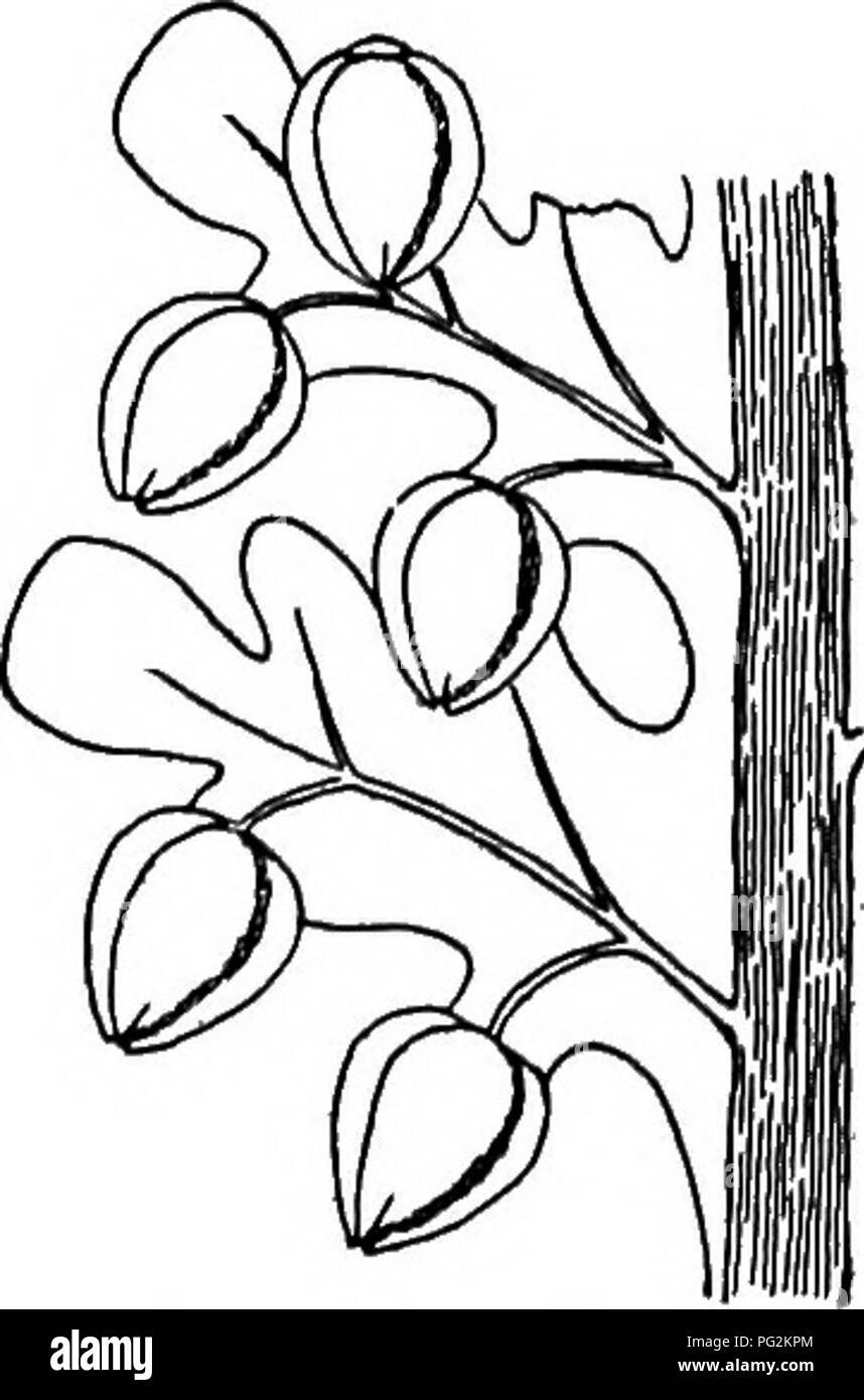 . Morfologia di gimnosperme. Gimnosperme; morfologia delle piante. 41 '*3 42 FIGG. 41-43.-Aneimites jertilis: fig. 41, frammento di pinna con sementi {s); fig. 42, il seme su lunghi pedicel collegato con il fogliame; fig. 43, le sementi che mostra le ali, quest'ultimo un po' esagerato; X2. - Dopo il bianco (49). lo sviluppo, sono associati con Aneimites nella maggior parte dei depositi osservato (Pottsville inferiore della regione di Virginia), e sono stati trovati in collegamento organico con le fronde di due specie. Essi sembrano rappresentare un tipo molto diverso di sementi (platysperms) da quelli trovati in connessione con Lyginodendron e M Foto Stock