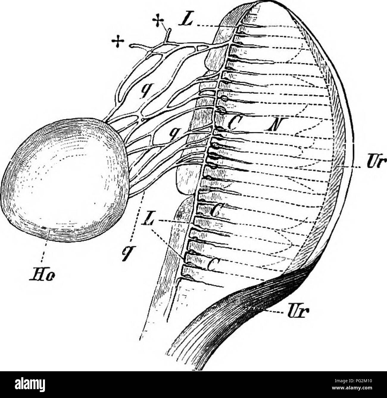 . Elementi di anatomia comparata dei vertebrati. Anatomia di confronto. 366 Anatomia comparata nei reparti per i reni e si apre in un canale longitudinale. Da quest'ultima lo sperma passa attraverso un secondo sistema di canali trasversali per l'Malpighian capsule, e quindi attraverso i tubuli urinari nel condotto urinogenital. Il maschio generative apparato di tutti Urodela e taluni Anura (comp. p. 354) corrisponde nella principale con quella che si vede in -Ceecilians, tranne per quanto riguarda la forma delle gonadi : così il testicolo è puntato su una o entrambe le estremità (Fig. 279), o più o meno arrotondata o ovale Foto Stock