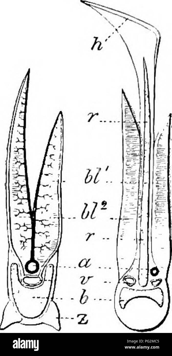 . Elementi di anatomia comparata dei vertebrati. Anatomia di confronto. 278 Anatomia comparata e, così come per la Holocephali, il gill-feritoie aperte in una comune camera brachiale, che comunica con l'esterno mediante una singola apertura a fessura su entrambi i lati (fig. 222 B e 223). Un spiraile è presente in Acipeuser, Polyodon e Polypterus tra Ganoids. Come una regola Teleosts possiedono solo quattro holo- rami,^ e questo vale per tutti i Ganoids. Una rudimentale gill orpseudobranch è presente sulla parete anteriore del spiracle di molti Elasmobranchs e di Ganoids cartilaginei (mandib Foto Stock