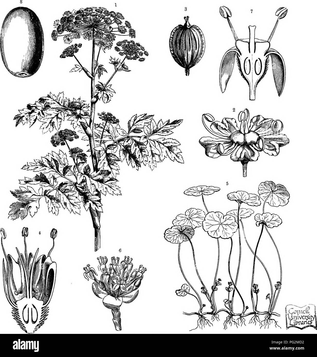 . La storia naturale delle piante, le loro forme, la crescita, la riproduzione e la distribuzione;. La botanica. Fiore^, DICOTYLEDONES. 789 fig. 442^). Il calice, corolla e androecium sono 4-merous in Cornaceee, 5-merous in Umbelliferse e AraliacesB (vedere figg. 442 ^ e 442", e p. 289, fig. 283*). Il Umbellales appartengono essenzialmente a nord zona temperata, ma il Araliacese sono. Fig. 442.-Umbellales. * Heracleum Sphondylium (Famiglia Umbelliferse), iiowering impianto. 2 singolo fiore, frutta s. * Sezione longitudinale attraverso il iiower di Eryngium mariti'mwm (Famiglia Umbelliferse). 5 Hydroeotyle vulgaris (F Foto Stock