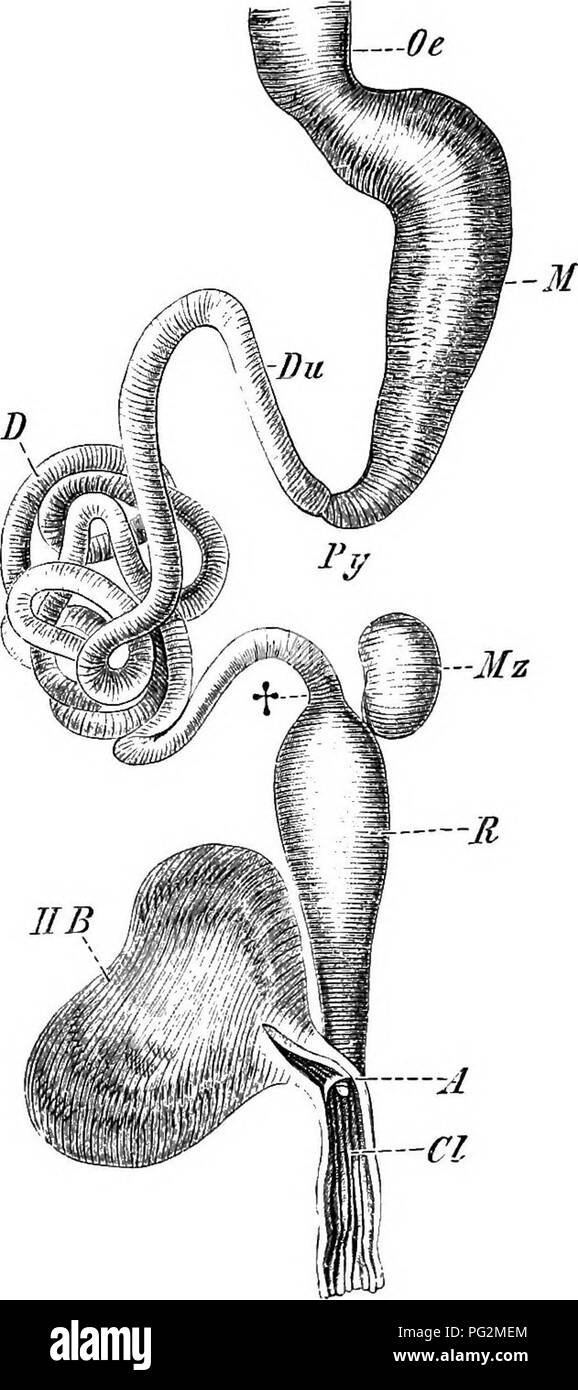 Questo diagramma presenta un confronto dettagliato del canale alimentare in vari vertebrati, concentrandosi sull'esofago, sullo stomaco, sull'intestino tenue e sull'intestino crasso. Evidenzia le differenze nei sistemi digestivi di specie come la lucertola e l'anfibio comune, illustrando la loro anatomia digestiva. Foto Stock