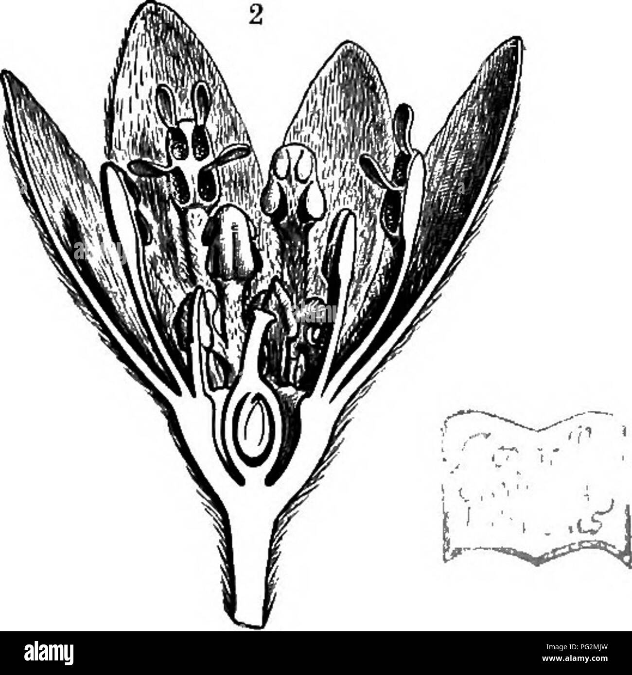. La storia naturale delle piante, le loro forme, la crescita, la riproduzione e la distribuzione;. La botanica. Kg. 427.-Daphnales. Ho Camjphora ojicinarum (Famiglia Lauraceas), filiale di fioritura. 2 una sezione longitudinale attraverso il fiore di Cmntmifynvum Zeytanicum (Famiglia Lauraceee). 3 Fiore di Daphne Mezerewm (Famiglia Thymelacese) tagliata aperta e il rollback • ridotto: 2 e s ingrandita. (Parzialmente dopo Baillon.) esterno e forte all'interno, il risultato è una falsa drupa. In alcuni Lauracese anche come, per esempio, in Nectandra, il ricettacolo continua a crescere con la frutta, e forma un contenitore a forma di busta resembl Foto Stock
