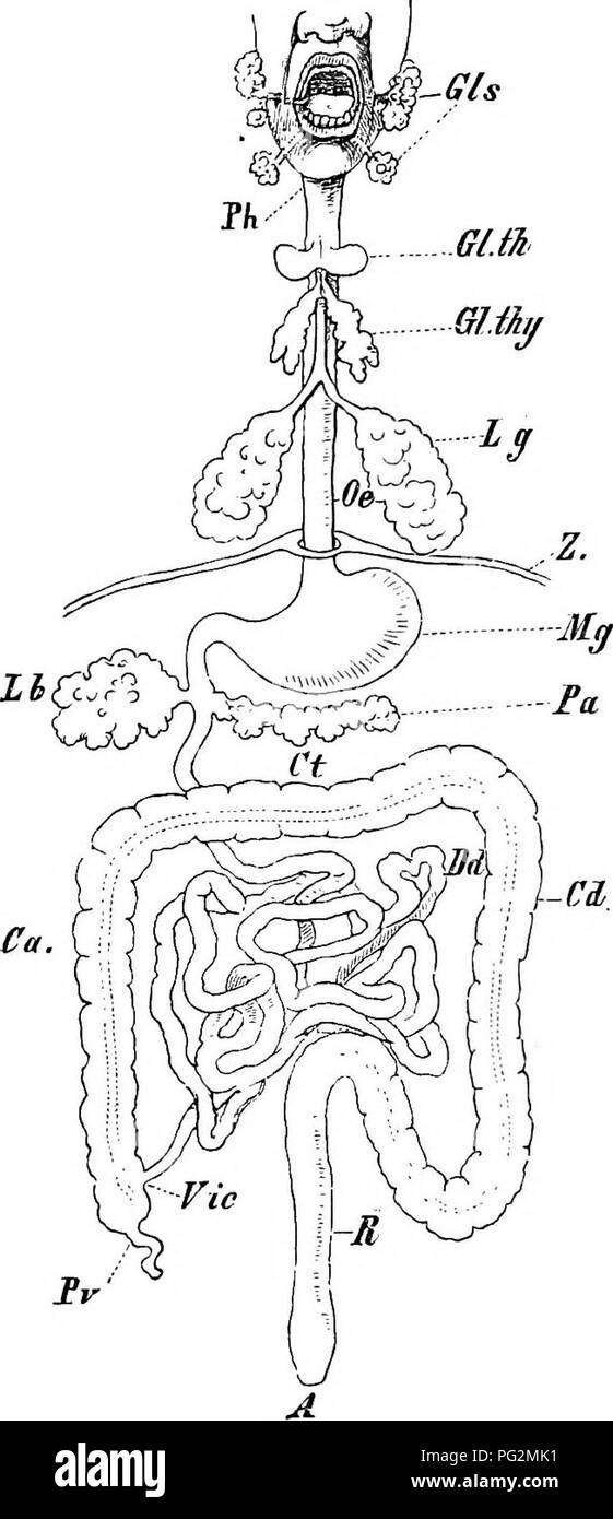 . Elementi di anatomia comparata dei vertebrati. Anatomia di confronto. 538 Anatomia comparata spesso presente in corrispondenza della giunzione del grande e del piccolo intestino. Tra lo stomaco e il duodeno come pure tra l'ileo. Ca. Fig. 190.-Schema del C.alimentare inale di Max. 01 s, ghiandole salivari ; Ph., faringe ; Gl. ill, tiroide ; Gl. Tuo, Timo ; Lg, polmone ; Oe, cesophagus ; Z, diaframma ; Jif/, stomaco ; iy&amp;, fegato ; Pa, pancreas ; Dd, intestino tenue ; VU-, ileo-valvola colica ; Pv, vermiform appendice (cjeoum); Ca, a, GD, ascendenti trasversale e porzioni discendenti del colon; Foto Stock