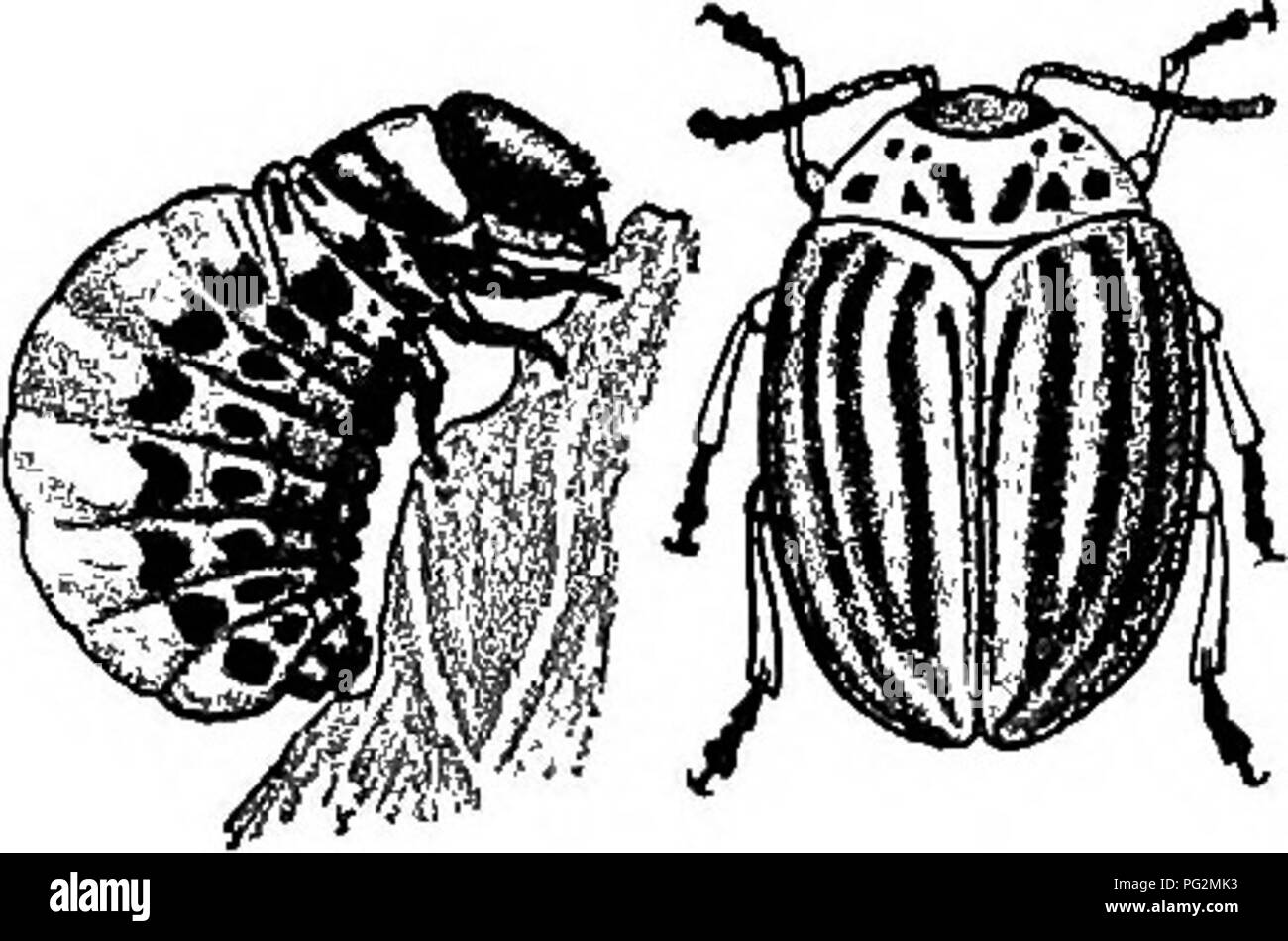 . La patata . Patate. 172 La patata Il coleottero adulto è di forma ovale, circa tre ottavi di pollice di lunghezza e di un nonnulla più stretta rispetto a lungo. La massa è giallo e le ali sono contrassegnate da dieci linee nere correndo longitudinalmente. Ci sono anche dei segni neri sul torace (vedere Fig. 10). Questi insetti hanno un grande potere di endurance. Essi cammineranno per grandi distanze in cerca di cibo ed è detto da esperimento diretto sono noti per avere vissuto trenta giorni senza cibo. Le uova sono di un colore giallo quando è fresco e i giovani sono di colore rosso scuro o marrone larve con teste di nero e marcature di Foto Stock