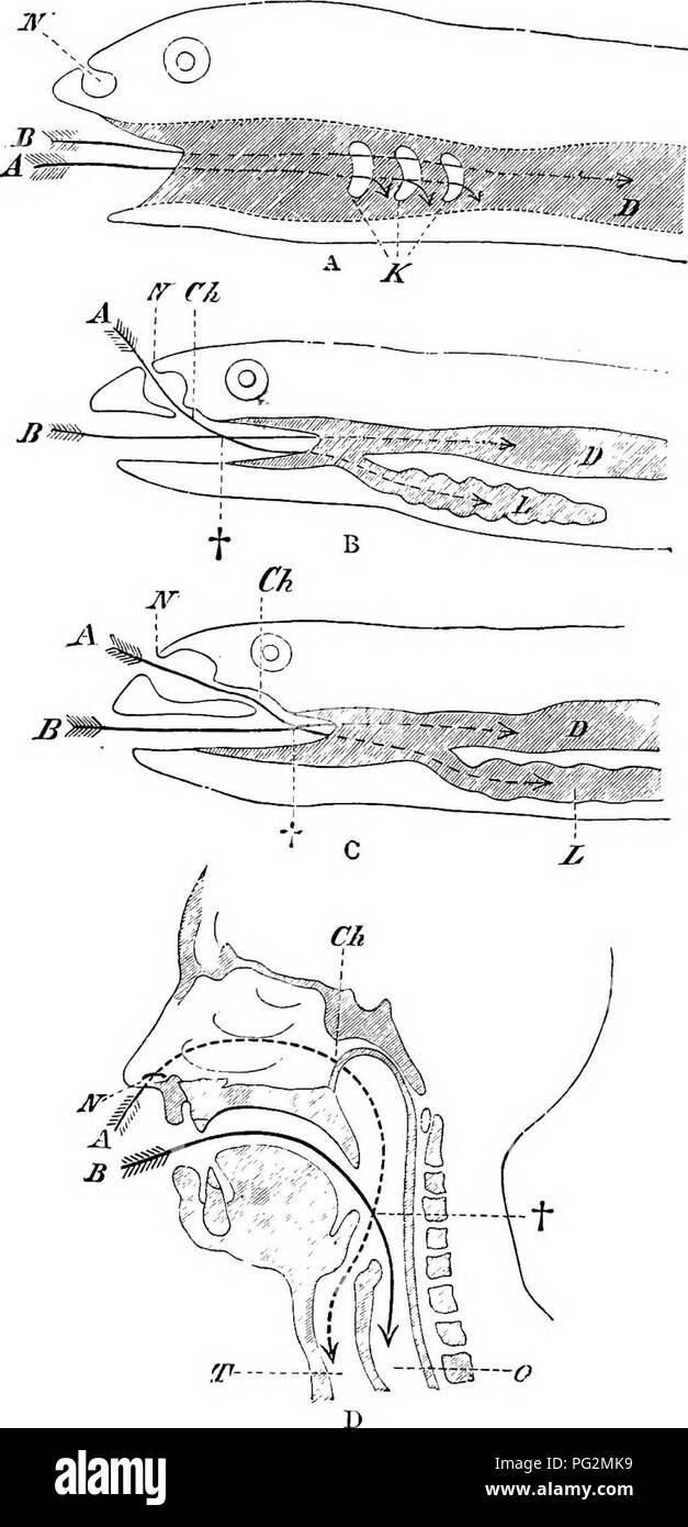. Elementi di anatomia comparata dei vertebrati. Anatomia di confronto. Il canale alimentare e le sue appendici 237. La fio. 189.-diagrammi della cavità orale e della faringe ok un Fisit (A), di anfibio (B), di rettili o di uccelli (C), e Max (D). X, esterno narice; Ch, interno narice; D, il canale alimentare; K, Gill-fessure ; L, polmone; T, trachea ; 0, un?sophagus : la freccia contrassegnata con un indica tlio passaggio respiratorio, quello contrassegnato dalla lettera B il passaggio nutritiva ; I, il punto in cui i due passaggi incrociati tra l'altro.. Si prega di notare che queste immagini vengono estratte dalla pagina sottoposta a scansione di immagini che possono essere state enh digitalmente Foto Stock
