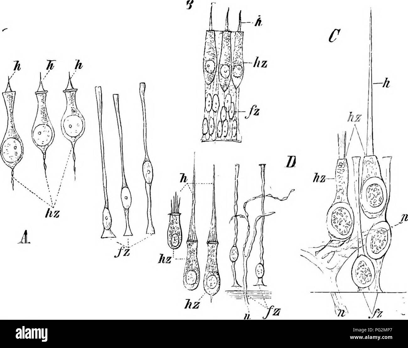 . Elementi di anatomia comparata dei vertebrati. Anatomia di confronto. Organo AUDITOEY 221 di vertebrati è situato nella regione della testa, tra le origini del trigemino e nervo vago. Dopo la vescicola di ciascun lato è diventato separato dal epiblast e collegato con il cervello per mezzo del nervo uditivo (che nasce in coimection con una periferica ganglio ectodermic e quindi cresce in senso centripeto al cervello), che sprofonda sempre più in profondità nel tessuto mesoblastic del cranio: poi perde la sua originale o piriforme di forma arrotondata e diventa diviso in due Foto Stock