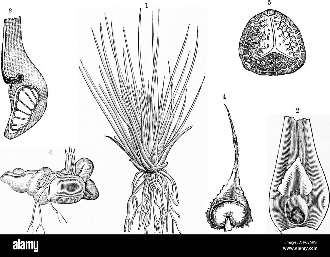 . La storia naturale delle piante, le loro forme, la crescita, la riproduzione e la distribuzione;. La botanica. 716 Le suddivisioni del regno vegetale. Dall'allungamento del sospendente questo embrione corretto viene portato verso il basso nel suddetto cibo-riserva, dove prosegue il suo sviluppo. Questo processo è del tutto analoga a quella del corrispondente stadio in piante da fiore, dove il sospendente è quasi universalmente trovato. LepidodendracecB.-questa famiglia, rappresentata solo da fossili dal Devoniano carbonifero e formazioni, consisteva di grandi crescendo Lycopod-come moduli, con enormi steli placcati con lineari Foto Stock